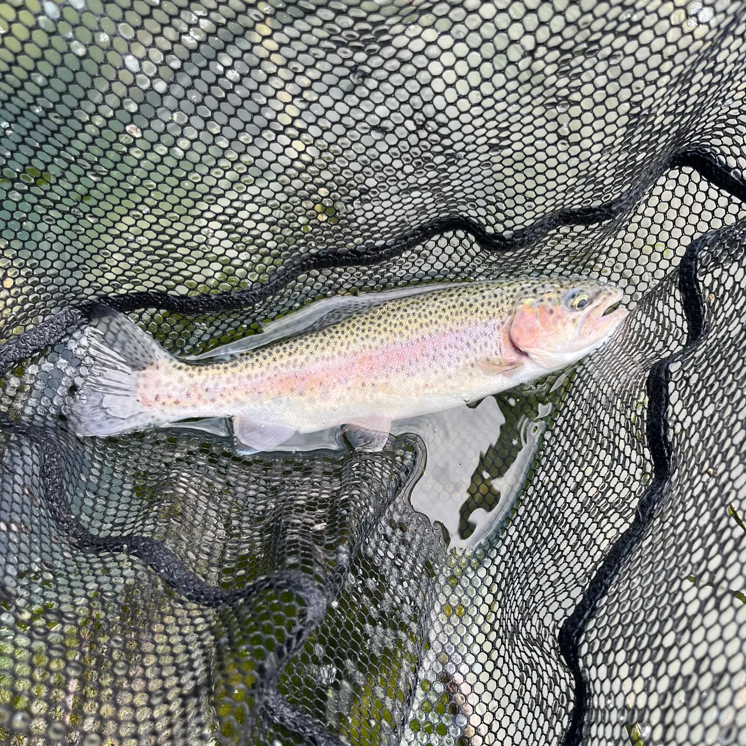 Rainbow trout caught on Fishbrain