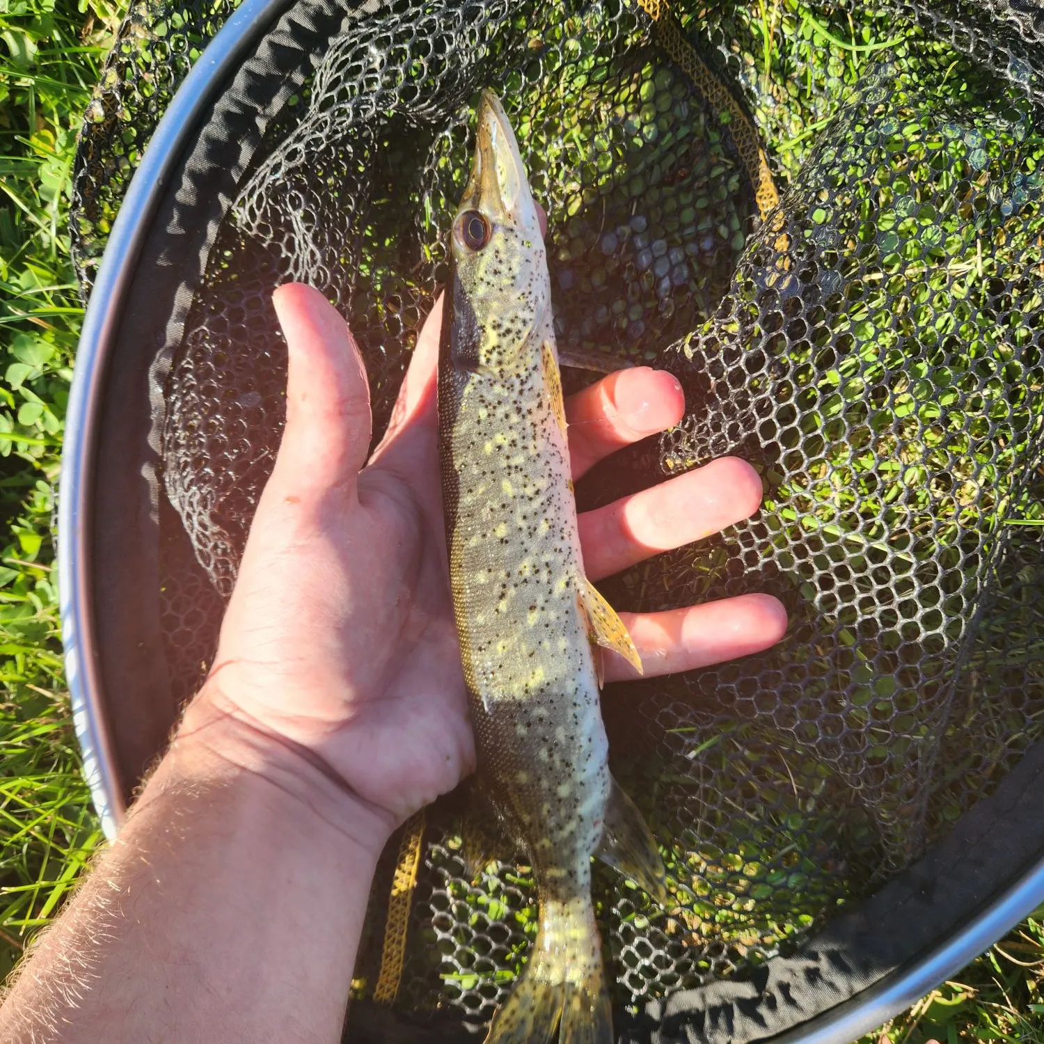 Northern pike caught on Fishbrain