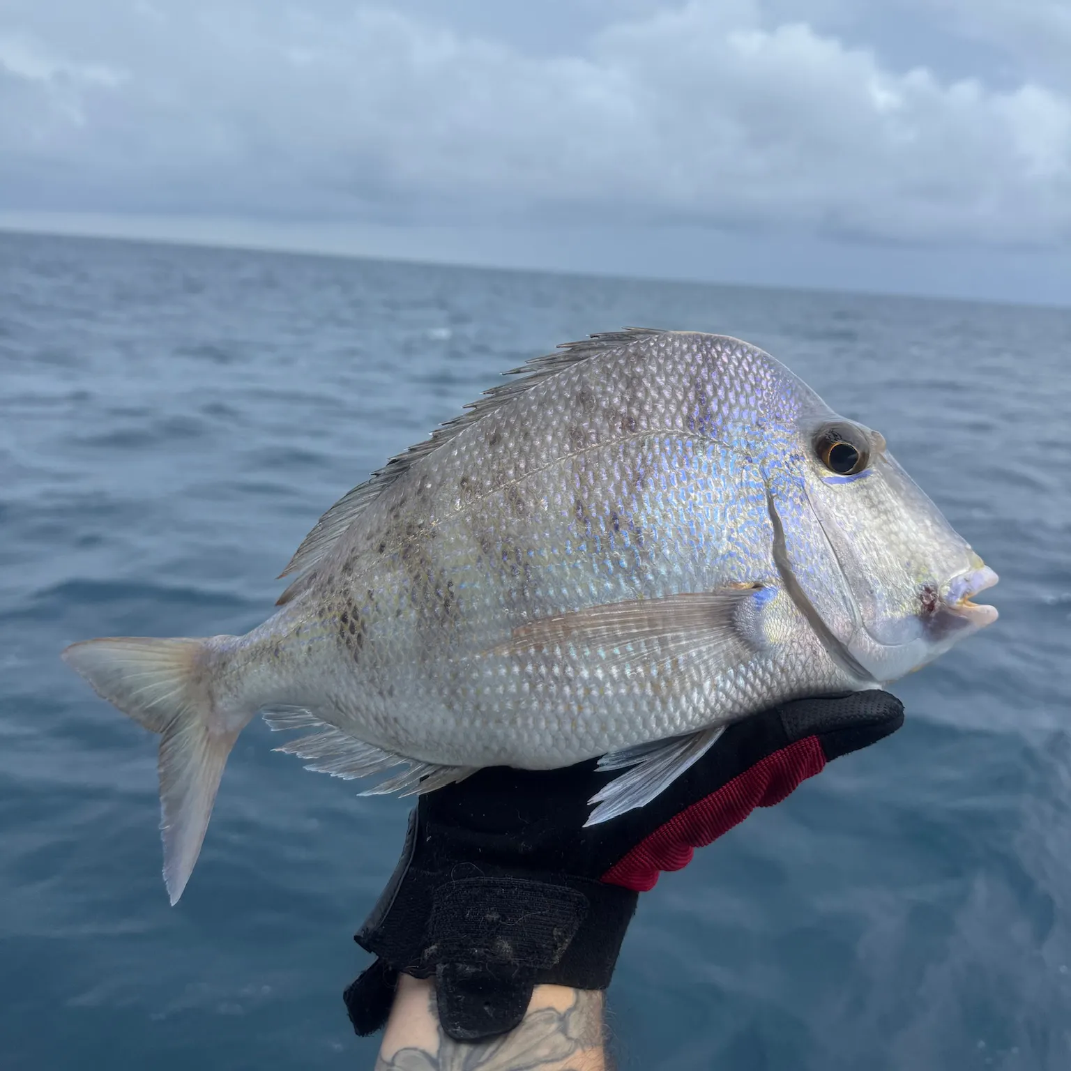 The most recent Knobbed Porgy catches on Fishbrain