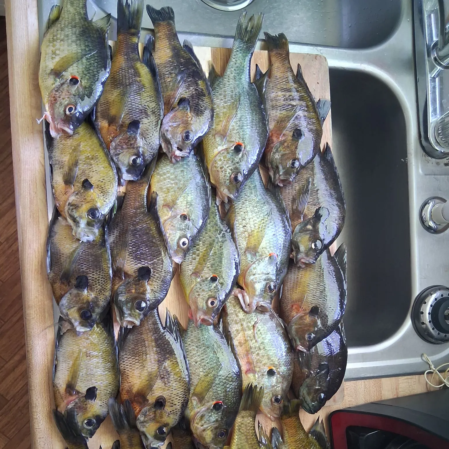 recently logged catches