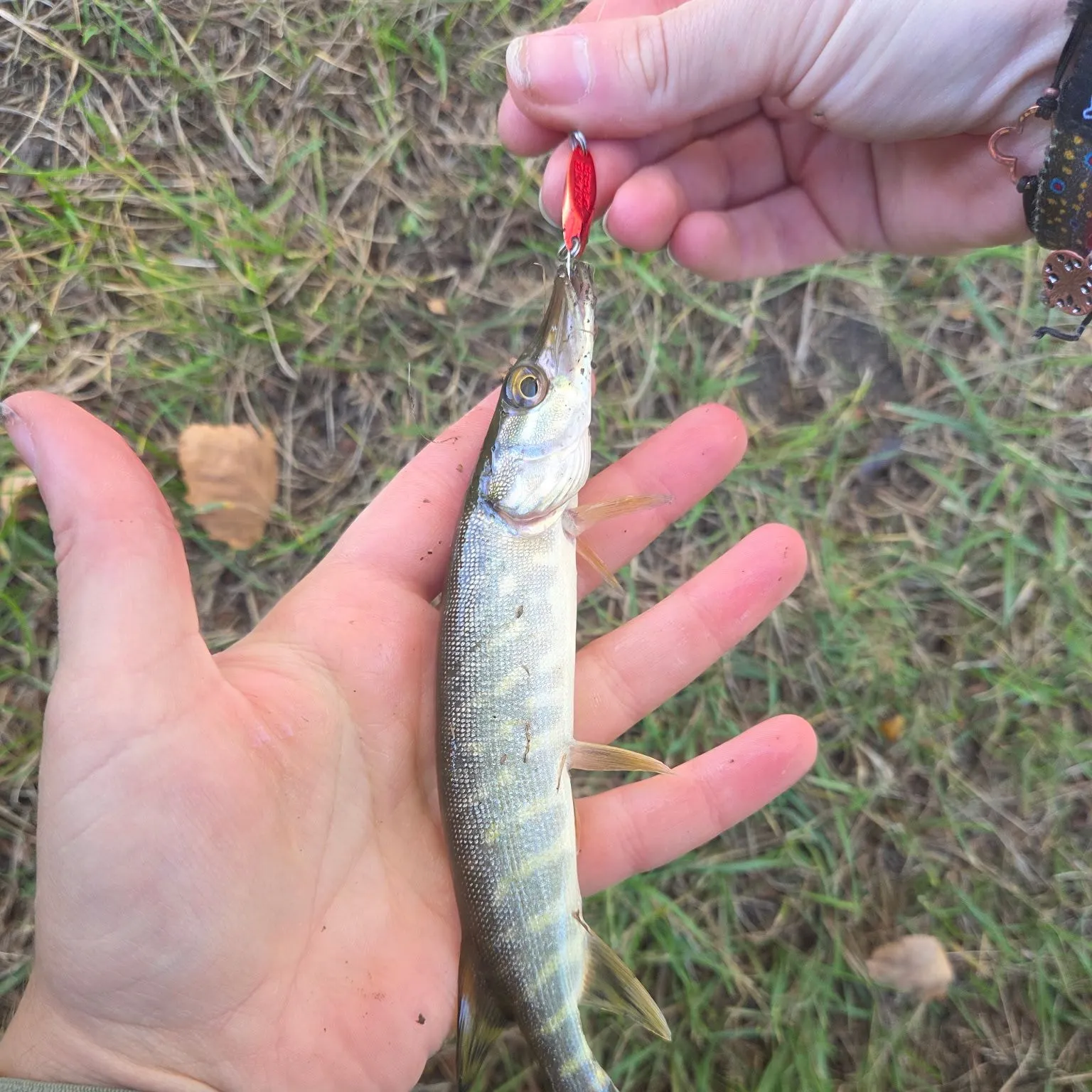 Northern pike caught on Fishbrain
