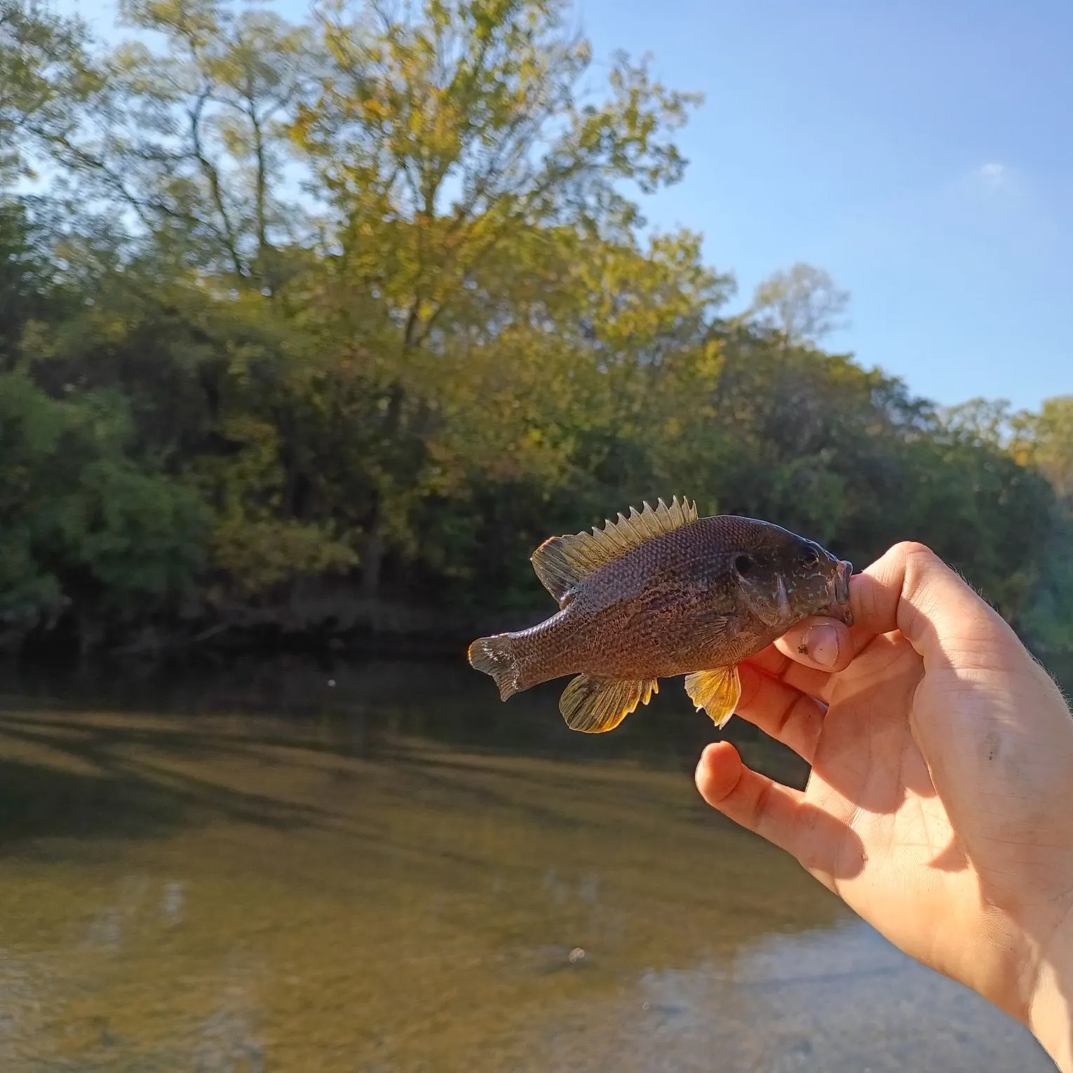Green sunfish caught on Fishbrain