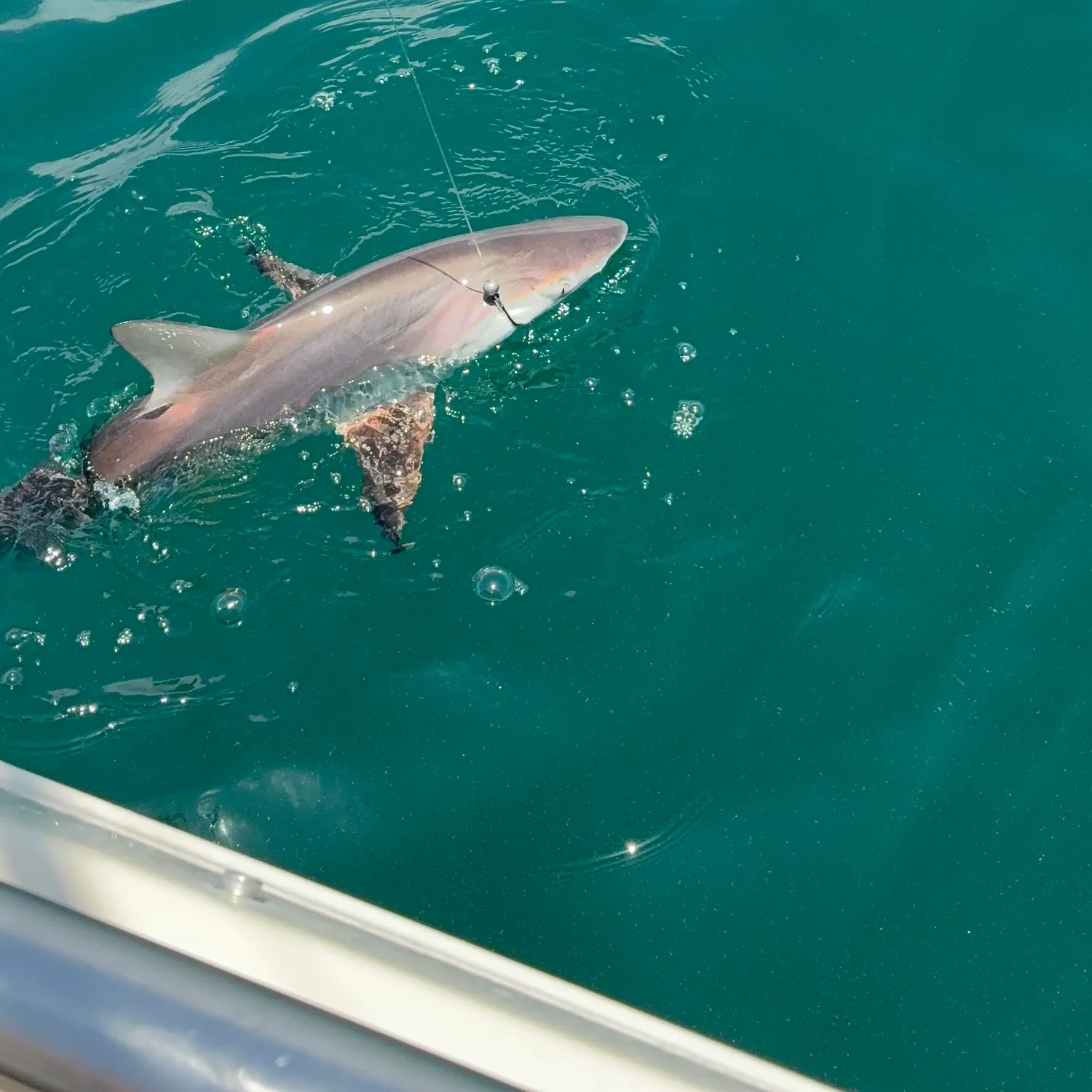 The most recent Blacktip shark catches on Fishbrain