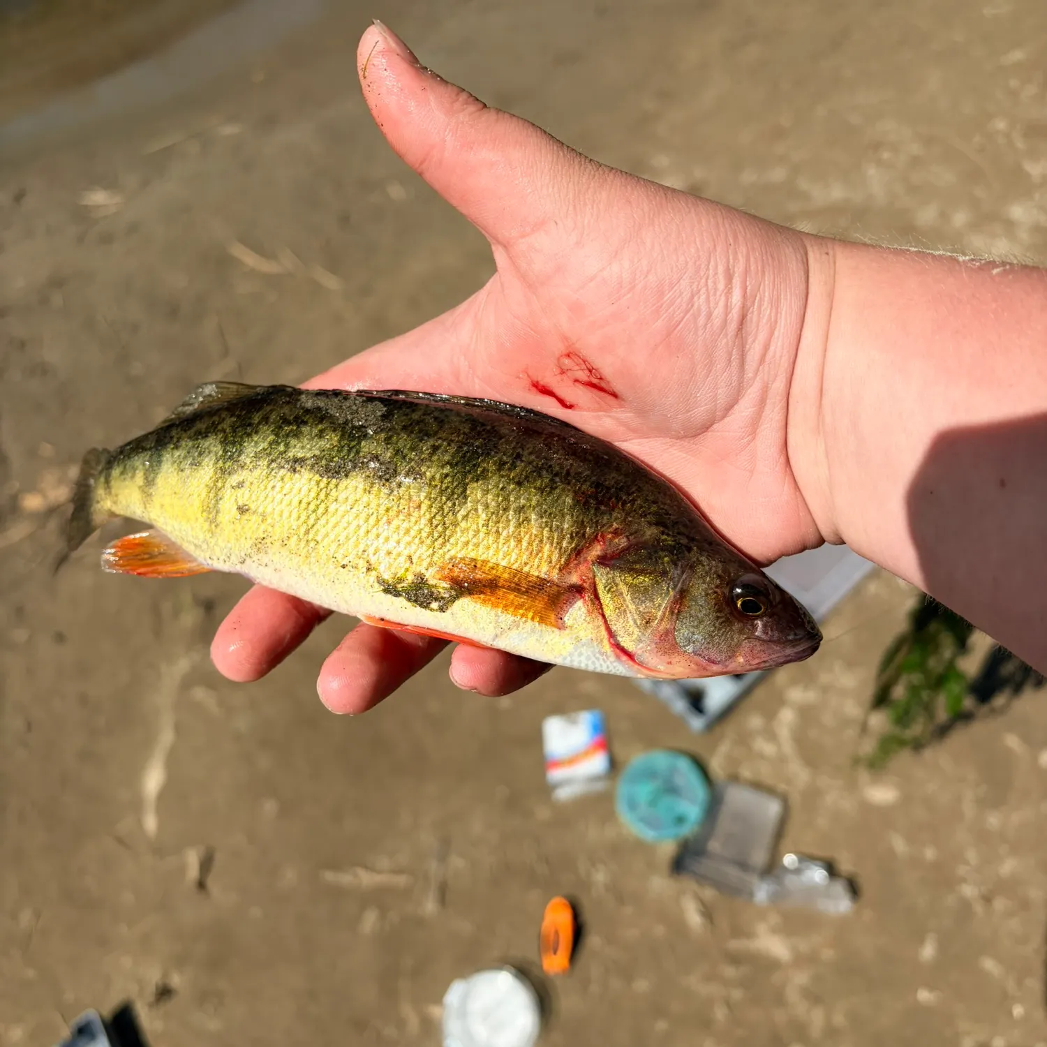 catch