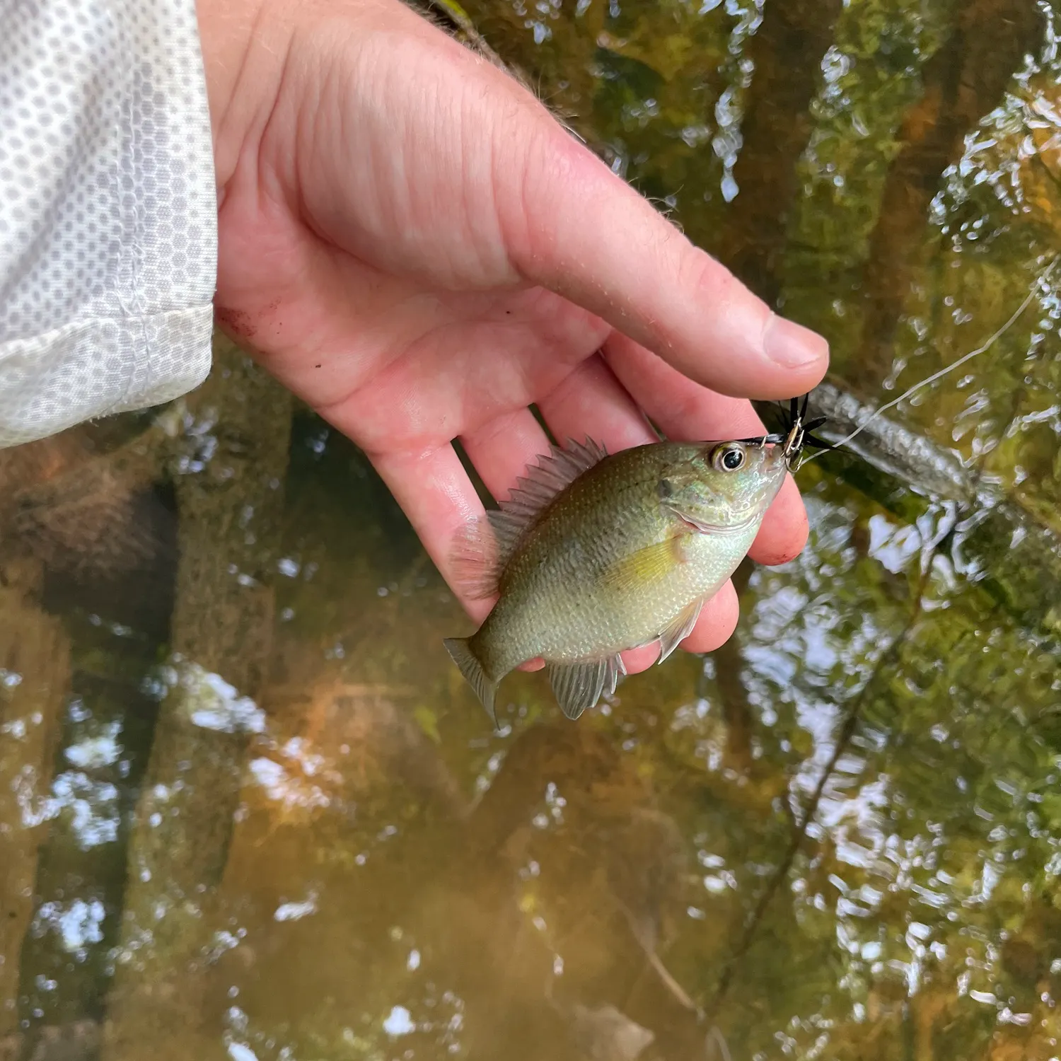 most liked catch image