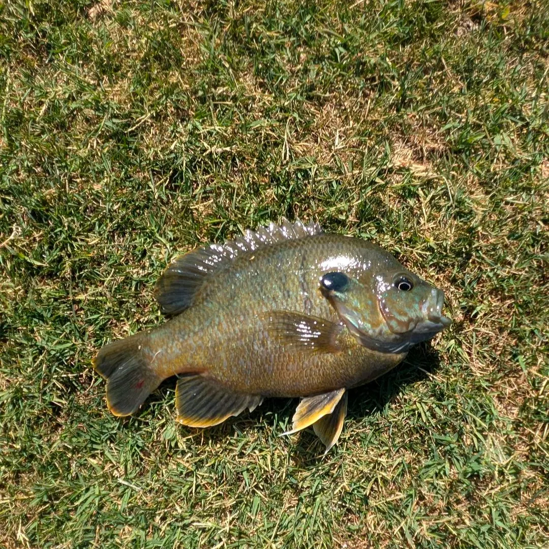 The most recent Greengill hybrid catches on Fishbrain