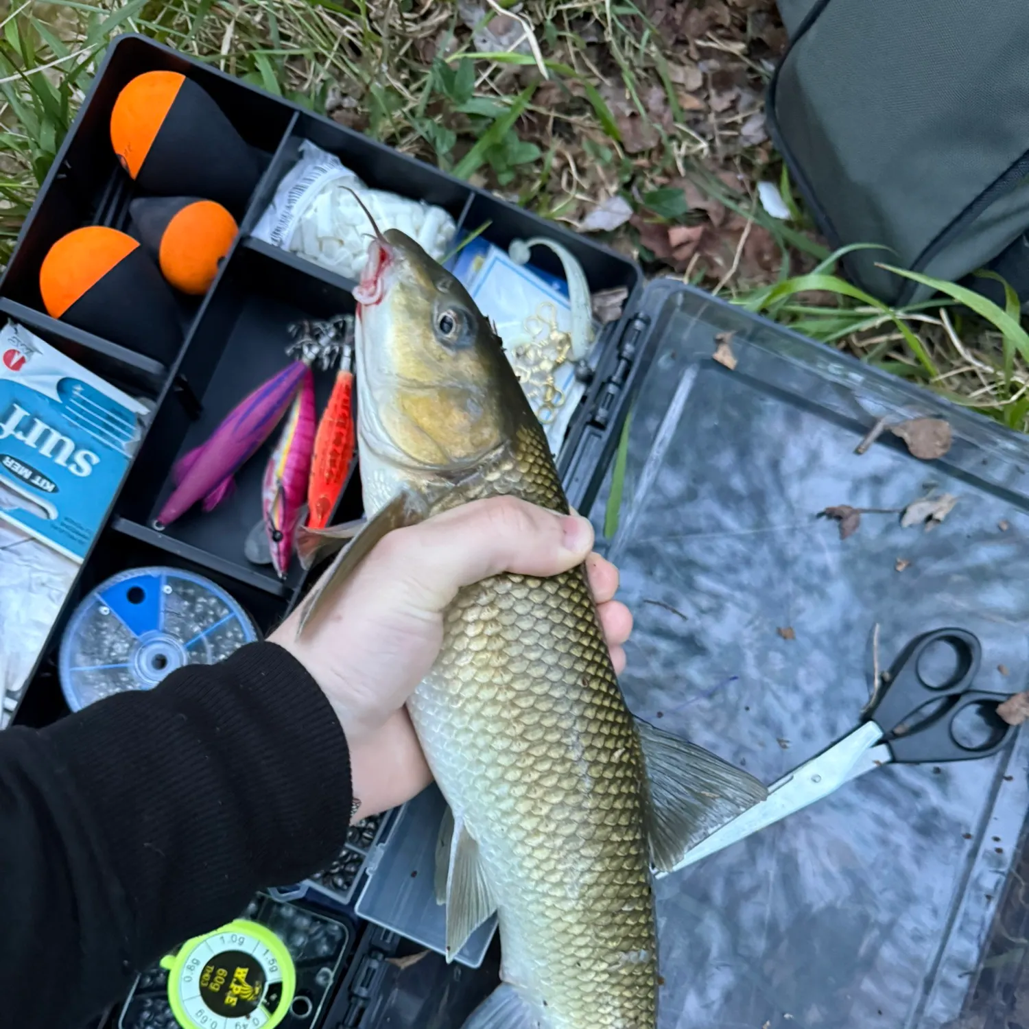 The most recent Northern barbel catches on Fishbrain