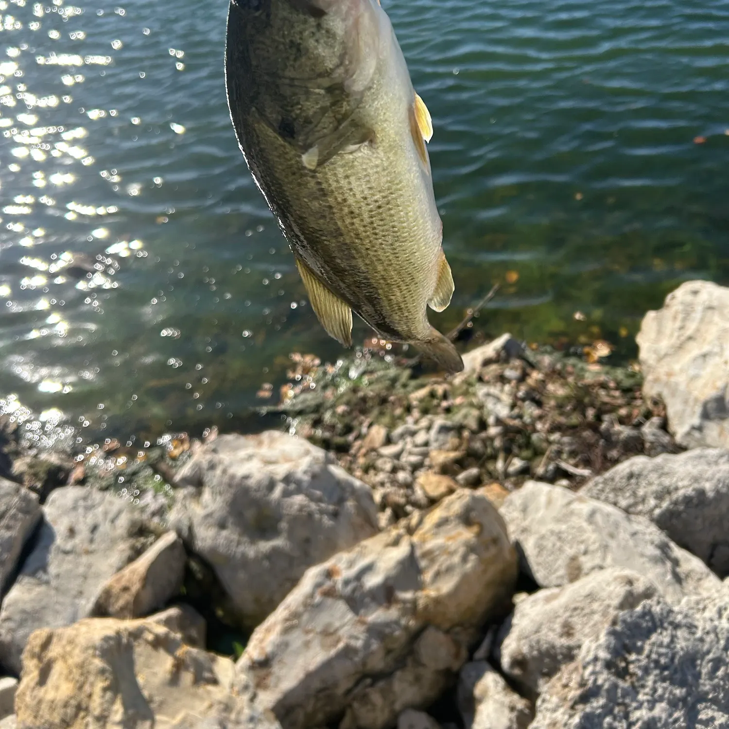 Largemouth bass caught on Fishbrain
