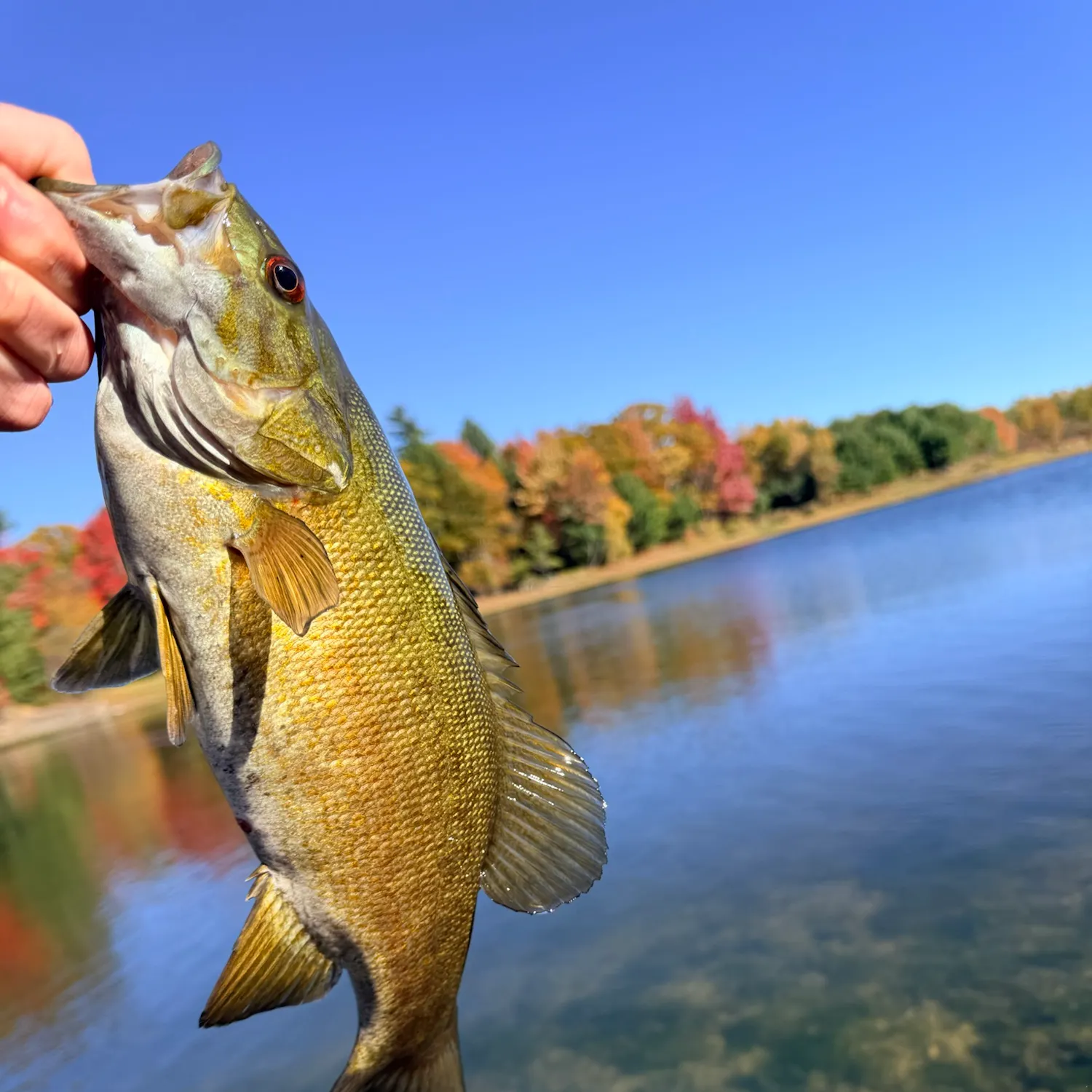 Smallmouth bass caught on Fishbrain