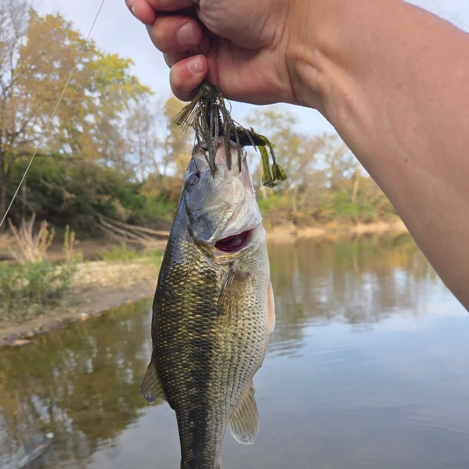 Spotted bass caught on Fishbrain
