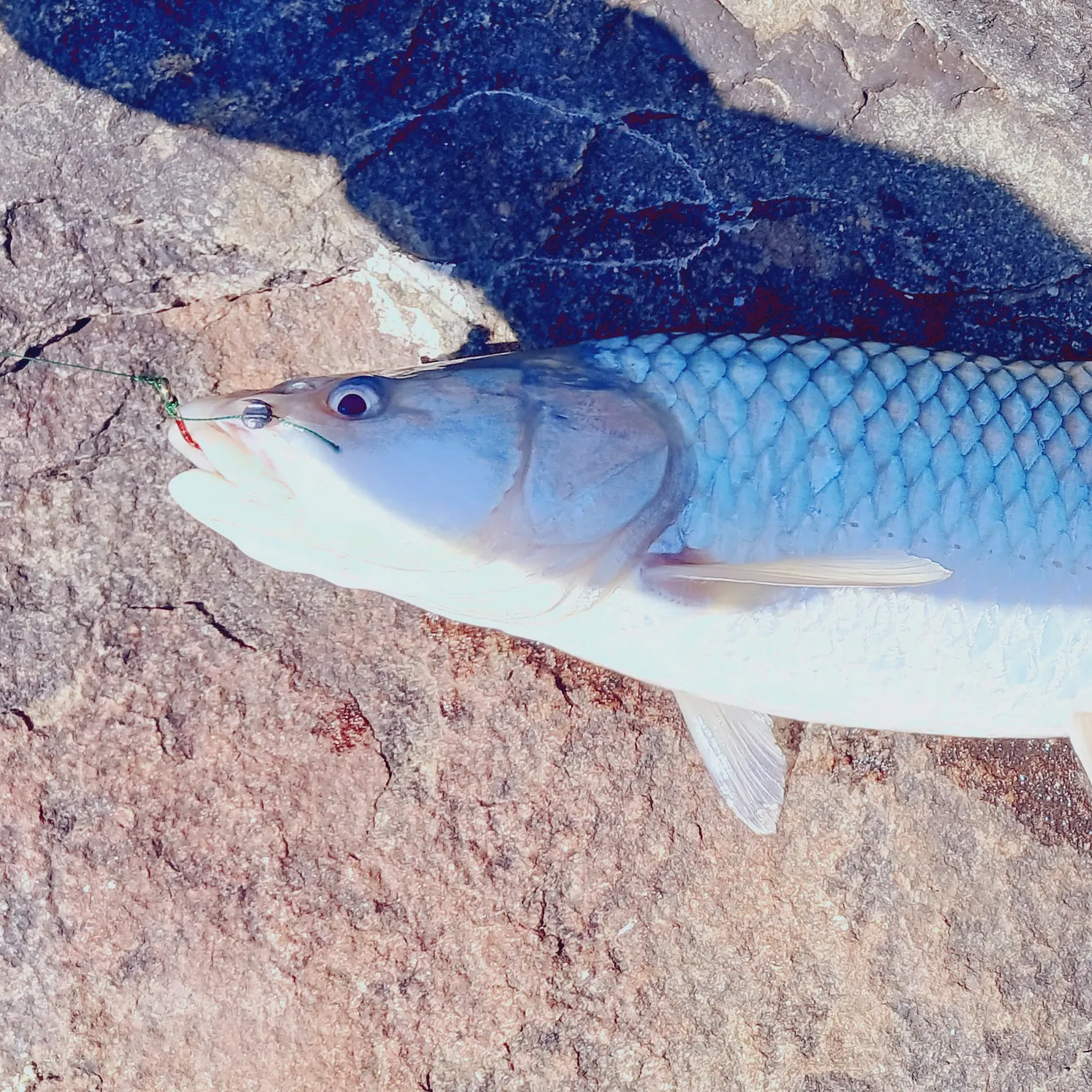 The most popular recent Largemouth yellowfish catch on Fishbrain