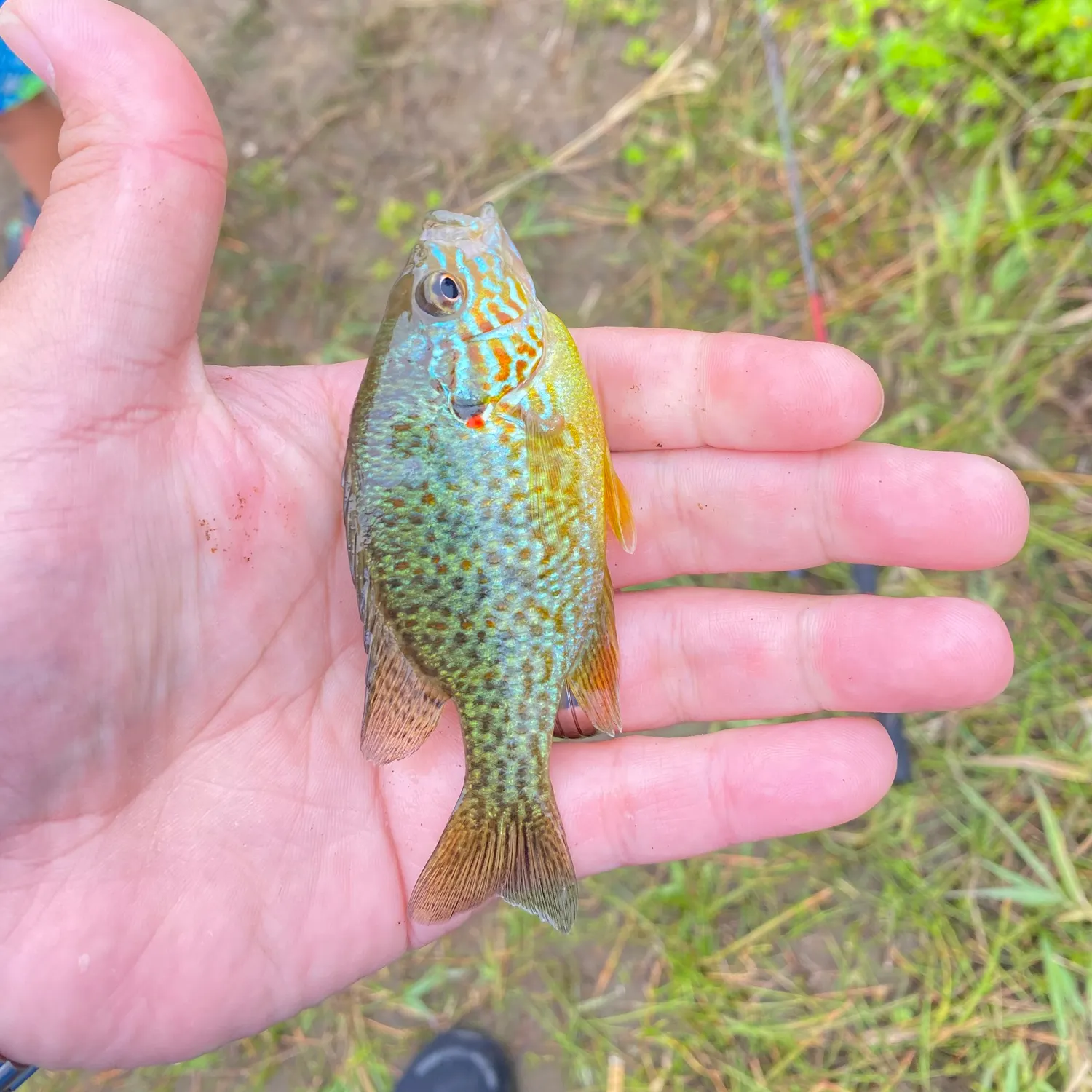 Pumpkinseed caught on Fishbrain