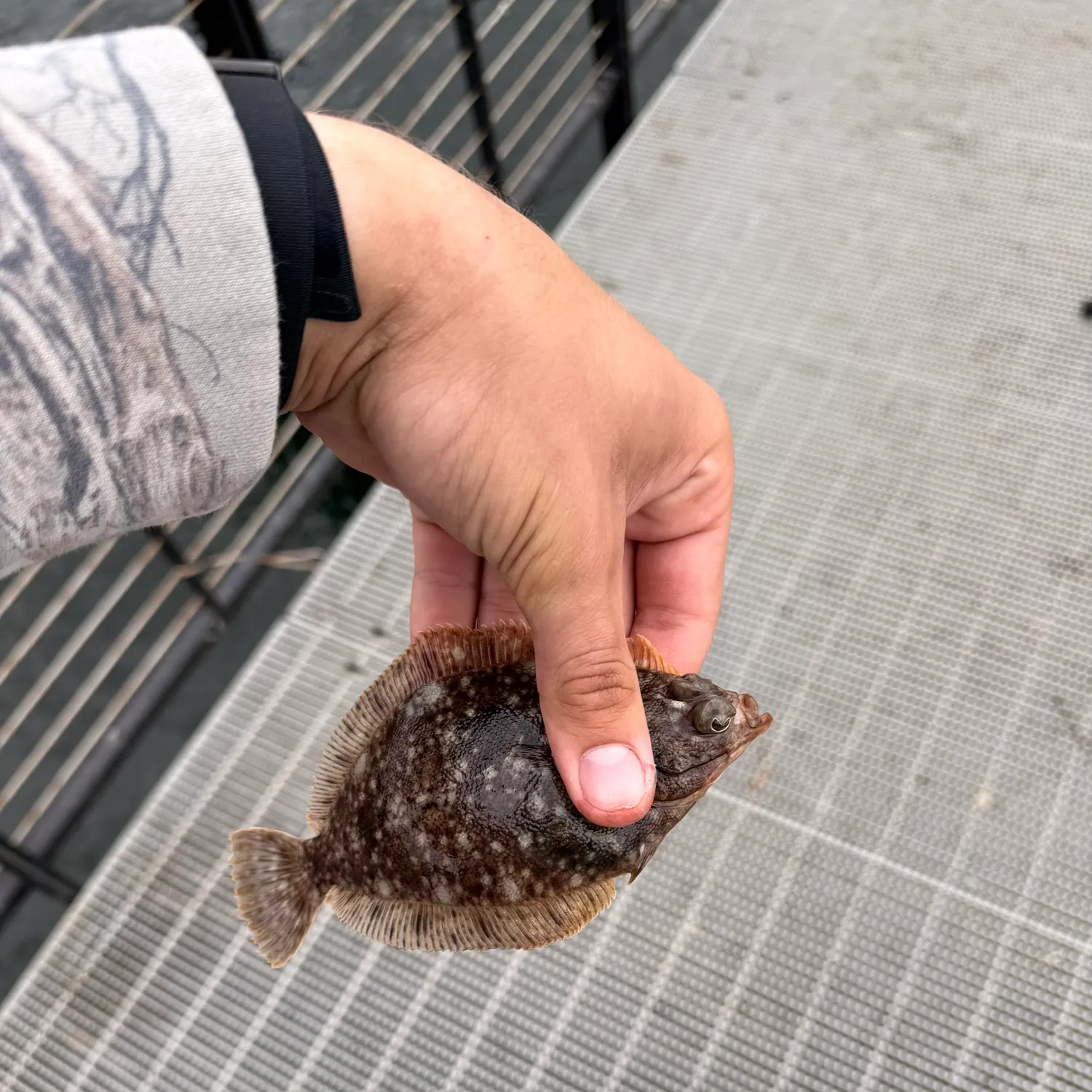 Northern rock sole caught on Fishbrain