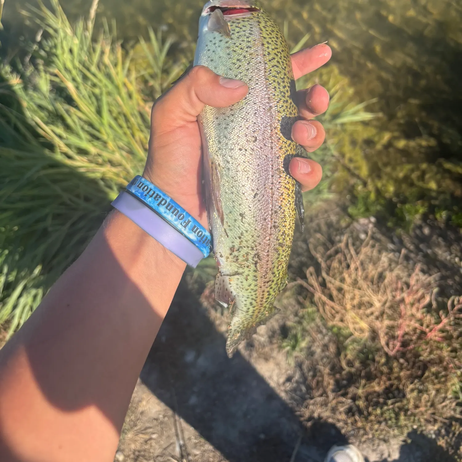 Rainbow trout caught on Fishbrain