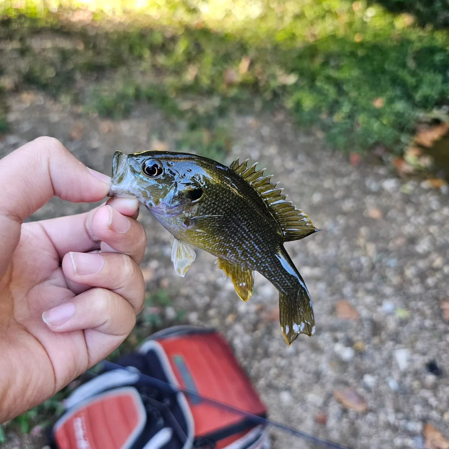 Green sunfish caught on Fishbrain
