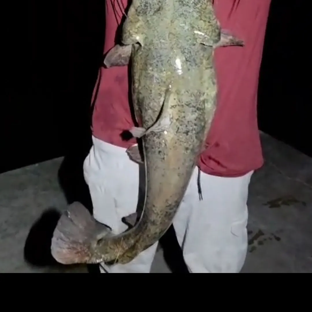 Flathead catfish caught on Fishbrain