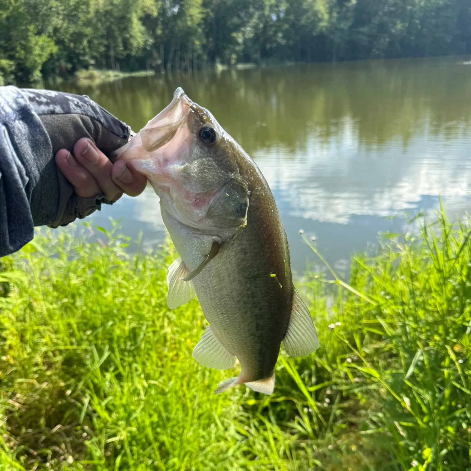 Largemouth bass caught on Fishbrain