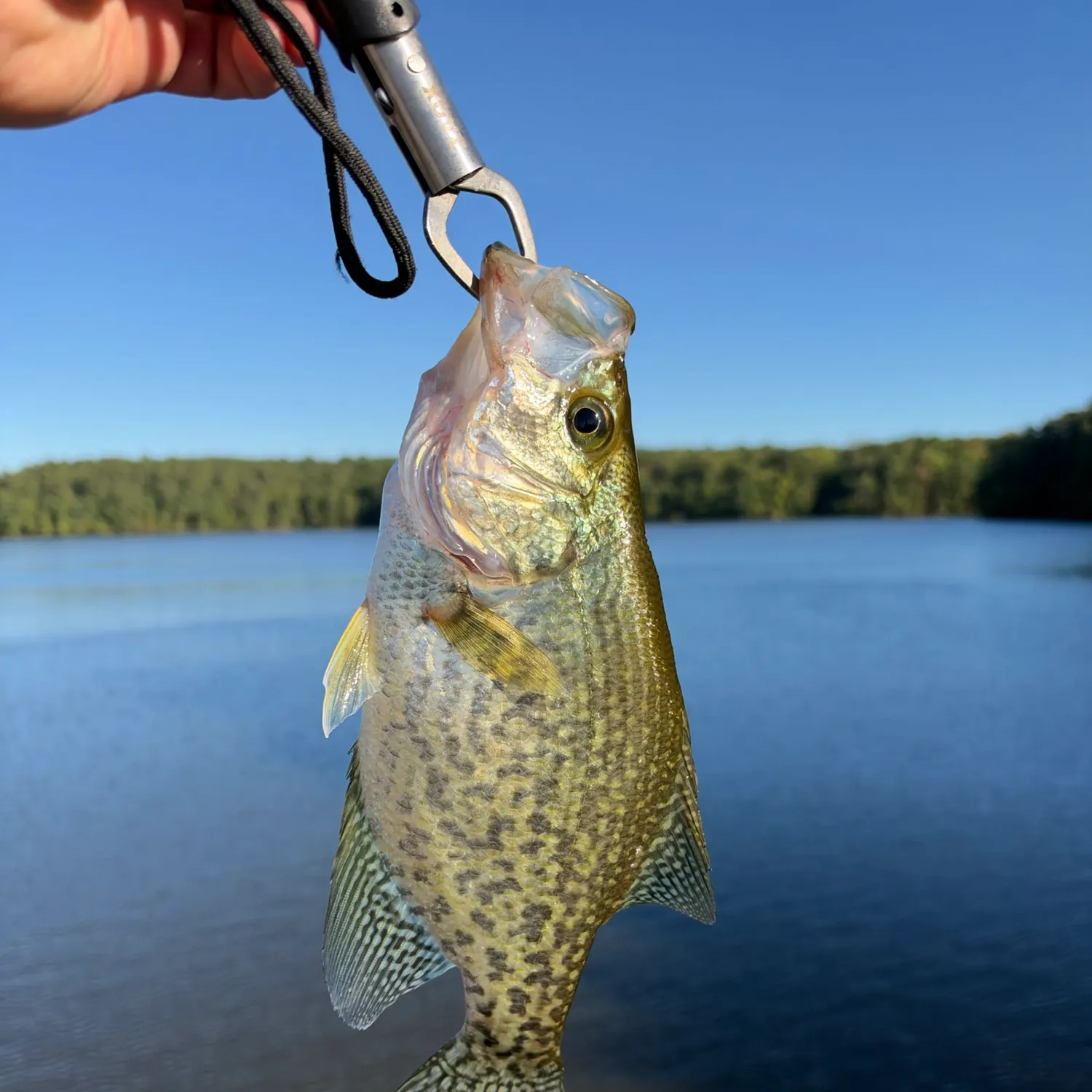 Black crappie caught on Fishbrain