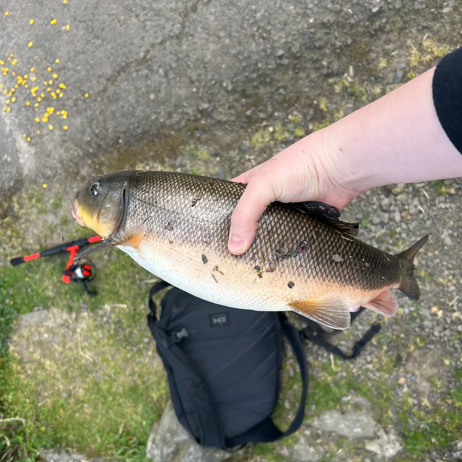 The most recent Largescale sucker catches on Fishbrain