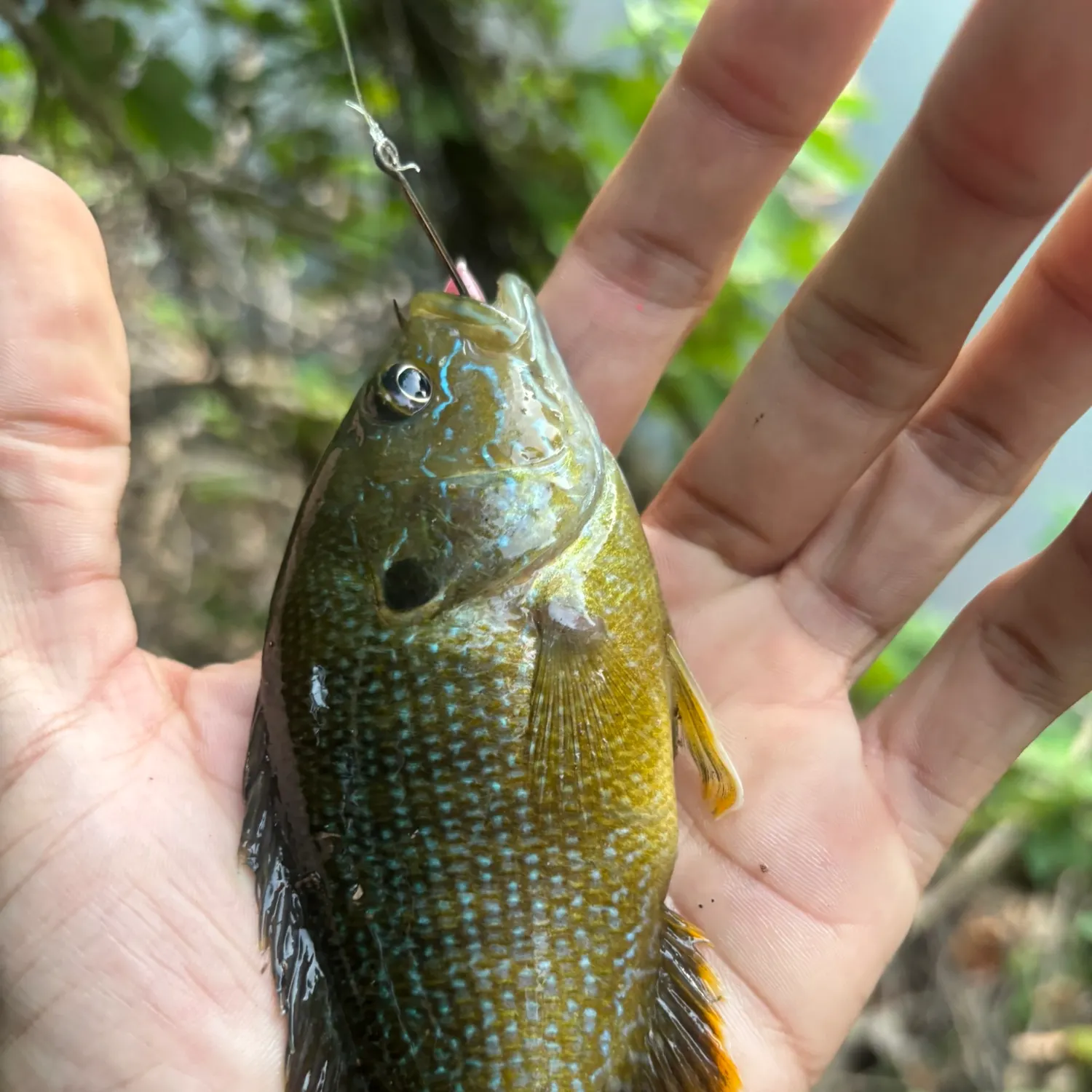 Green sunfish caught on Fishbrain