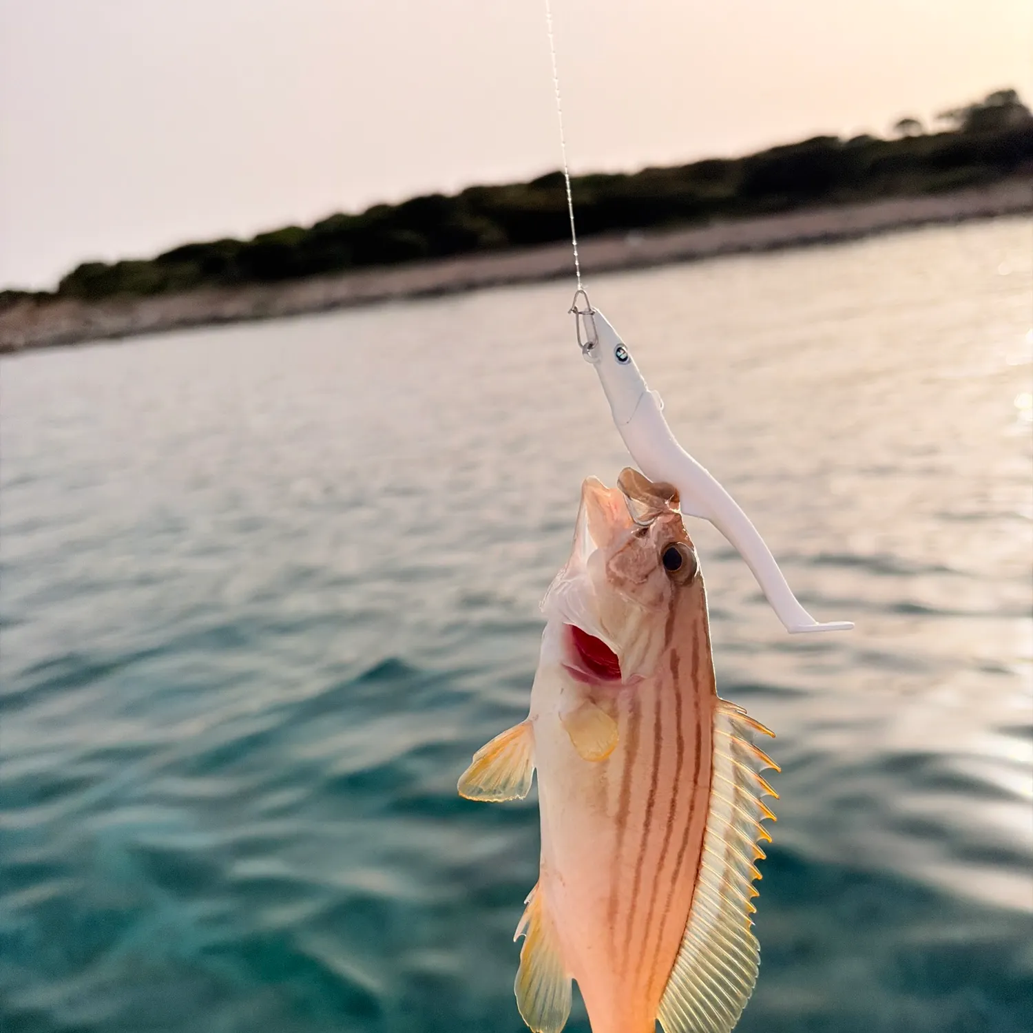 The most recent Goldblotched grouper catches on Fishbrain