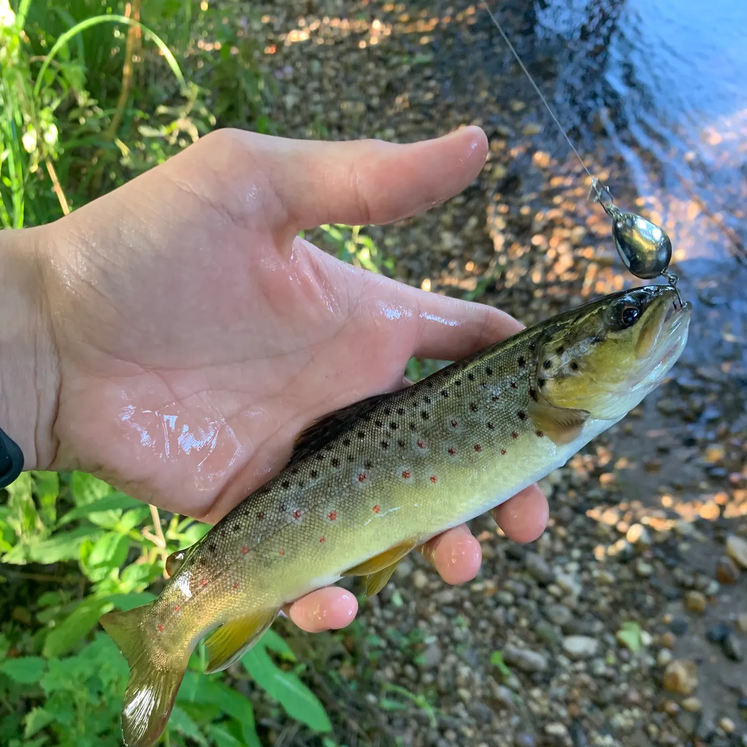 Brown trout caught on Fishbrain