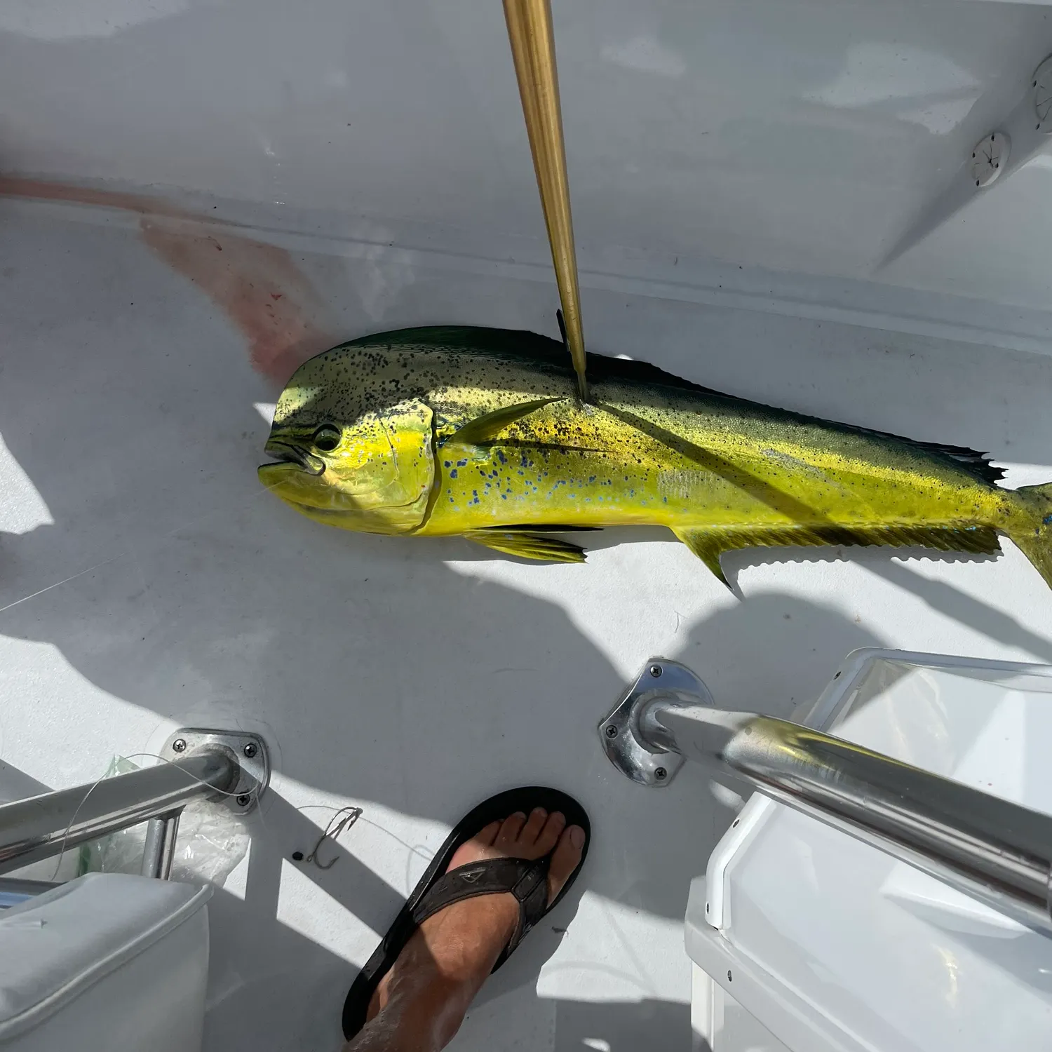 The most recent Common dolphinfish catches on Fishbrain