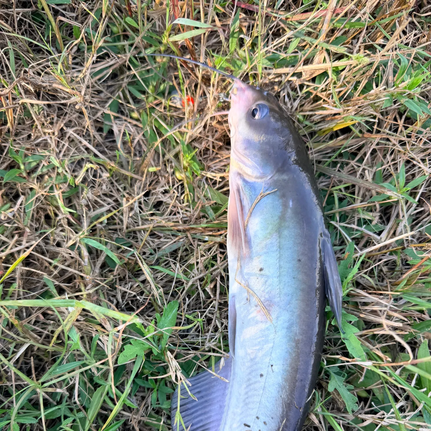 Channel catfish caught on Fishbrain
