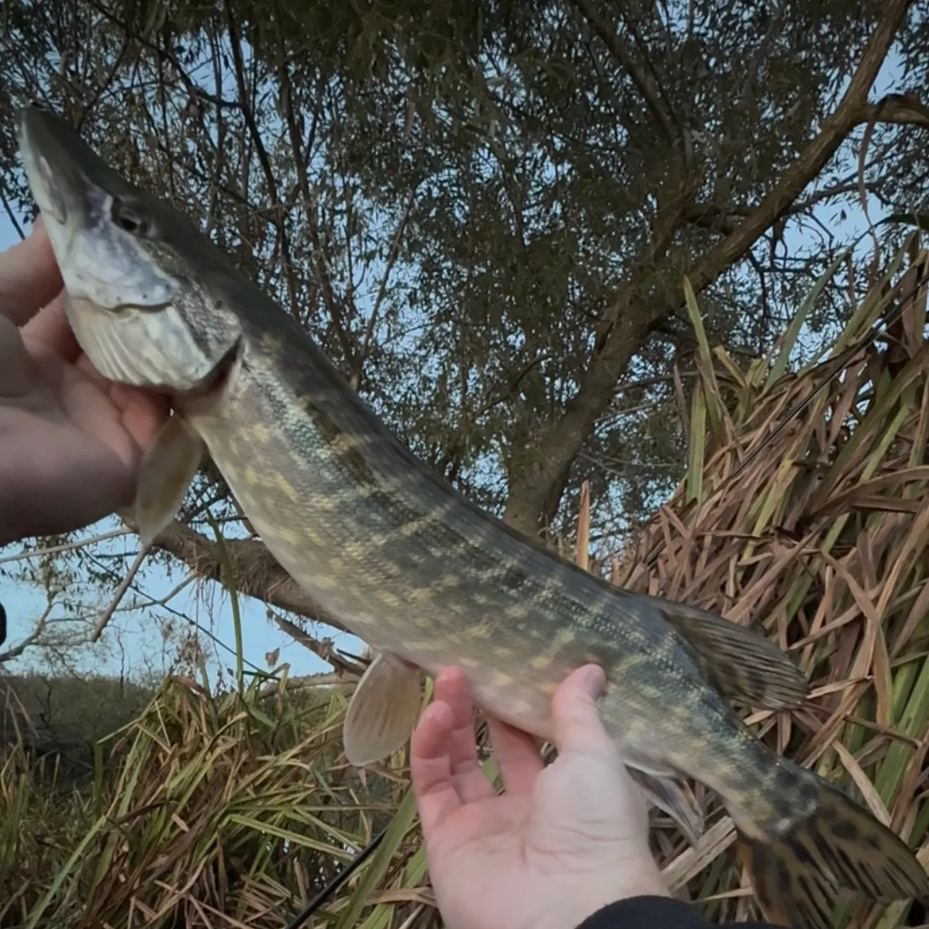 Northern pike caught on Fishbrain