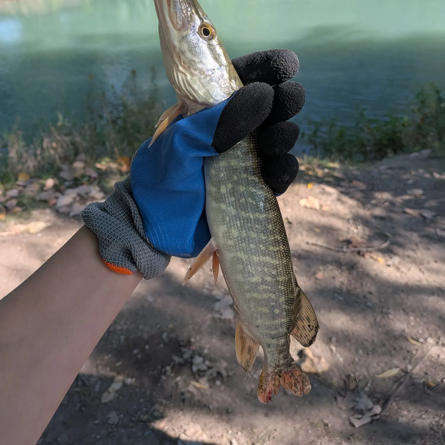 Northern pike caught on Fishbrain