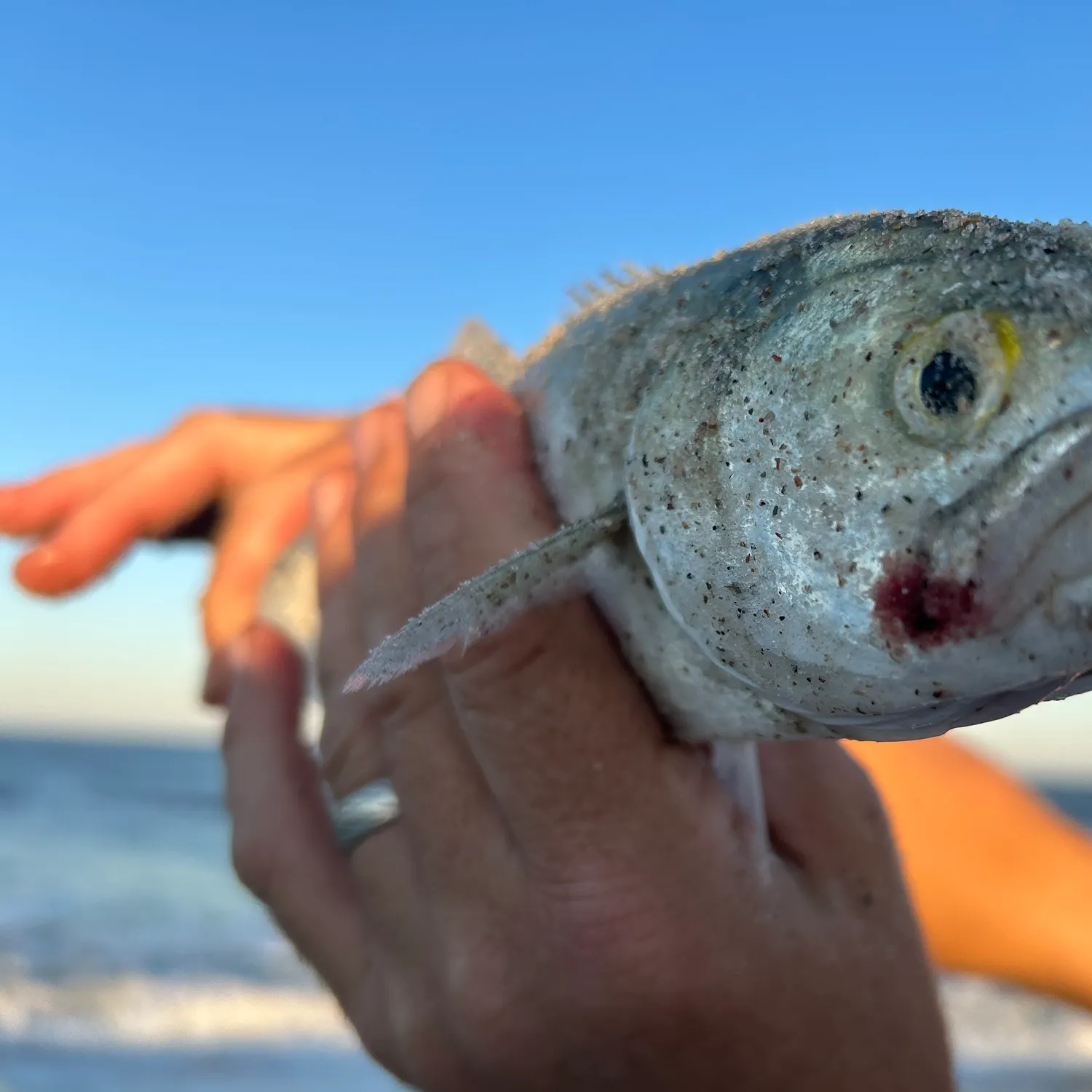 Bluefish caught on Fishbrain