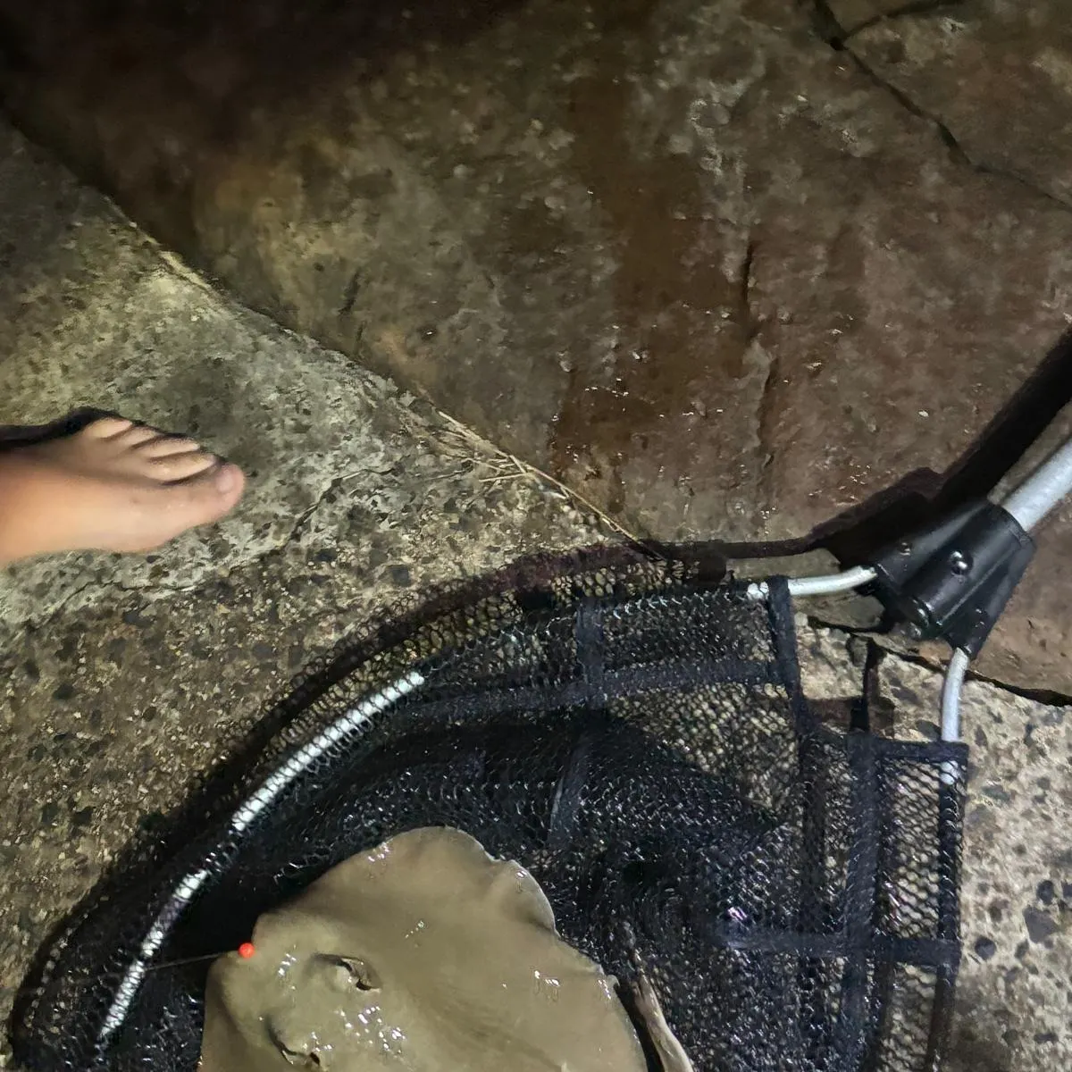 The most recent Common stingray catches on Fishbrain