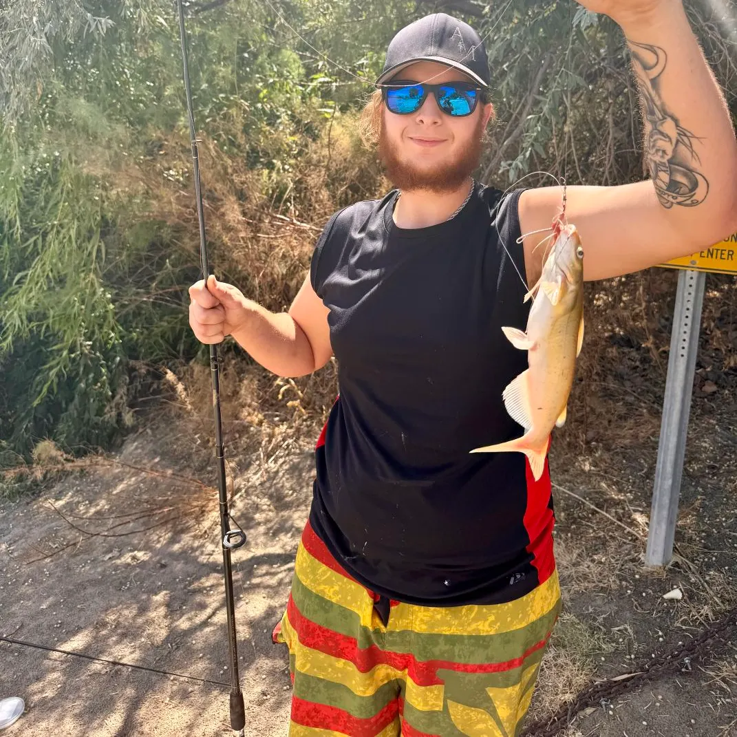 Channel catfish caught on Fishbrain