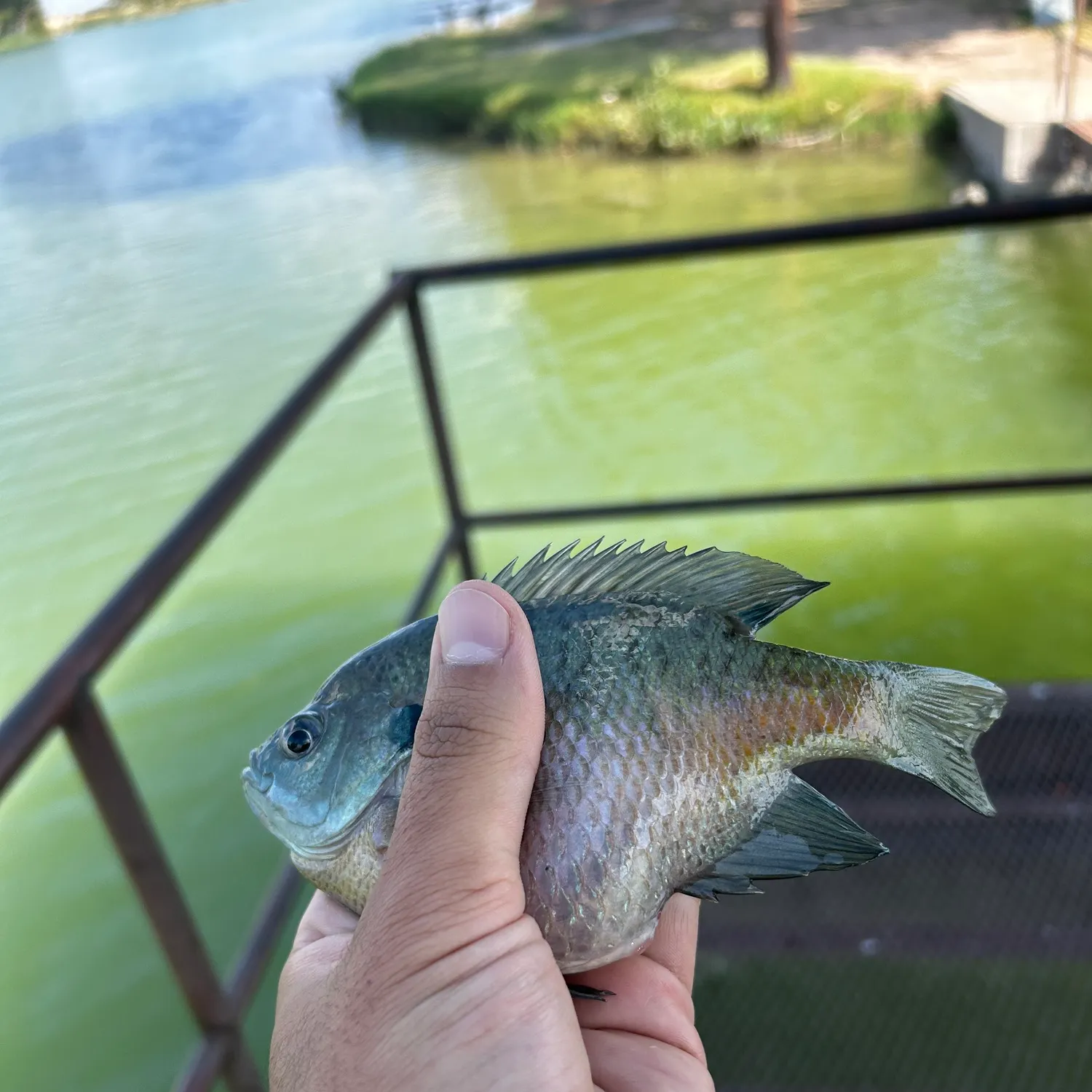 Bluegill caught on Fishbrain