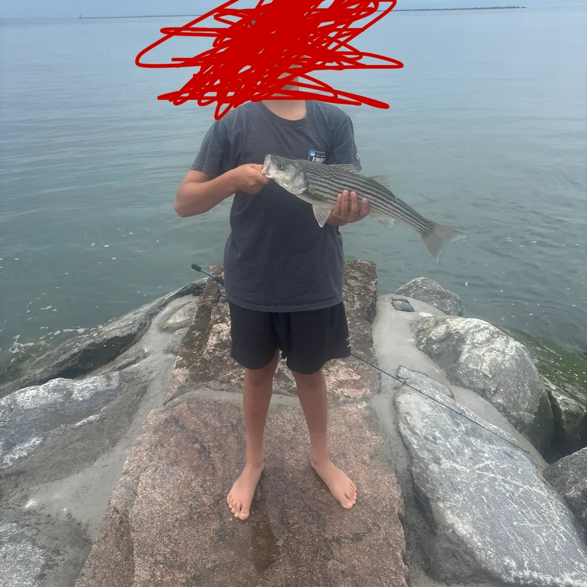 The most recent Striped bass catches on Fishbrain