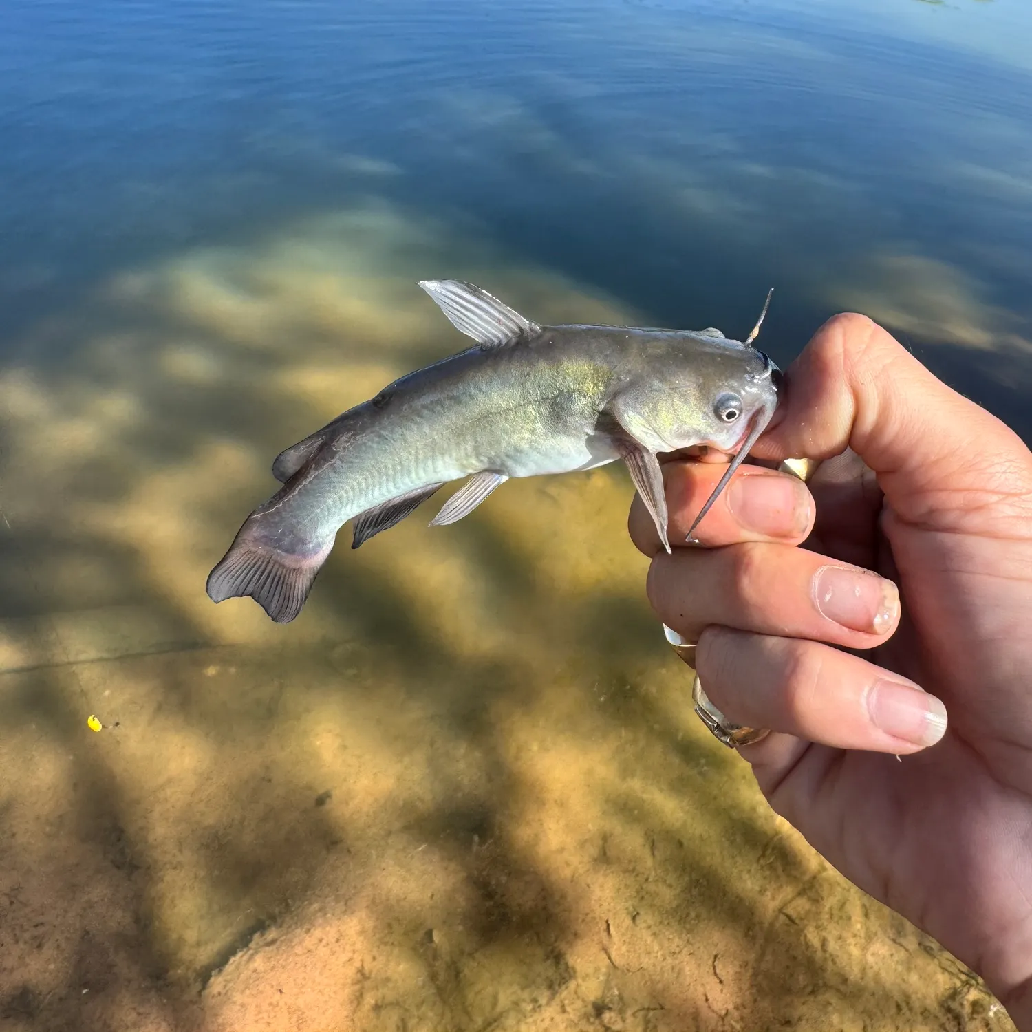 Black bullhead caught on Fishbrain