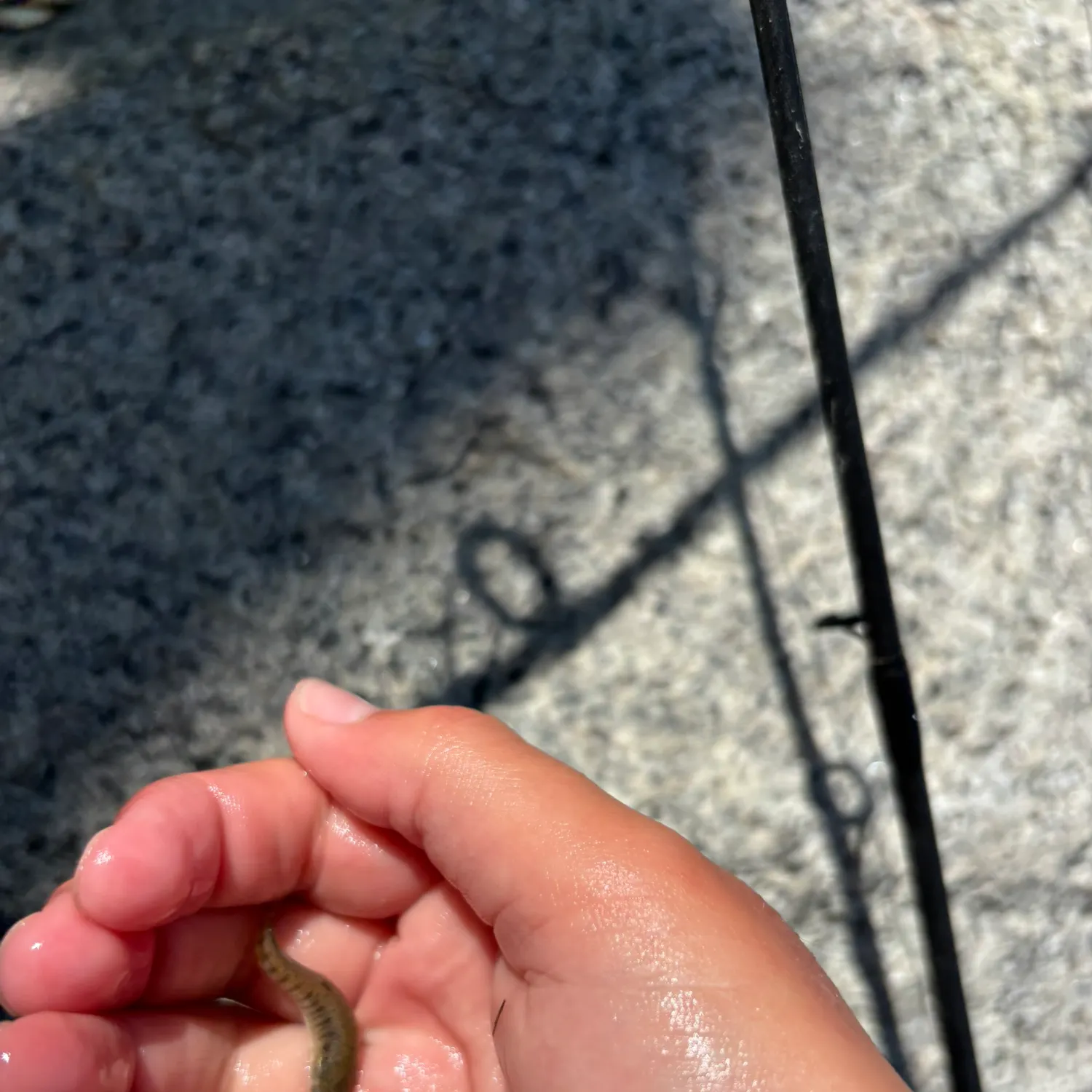 Bullhead minnow caught on Fishbrain
