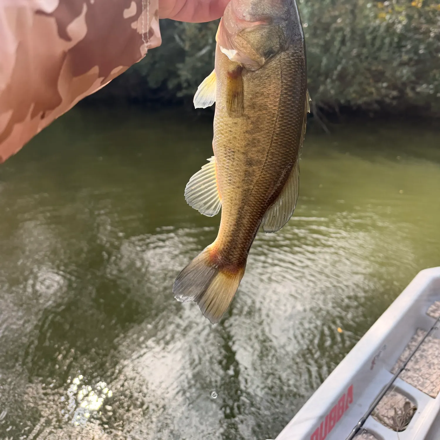 Largemouth bass caught on Fishbrain