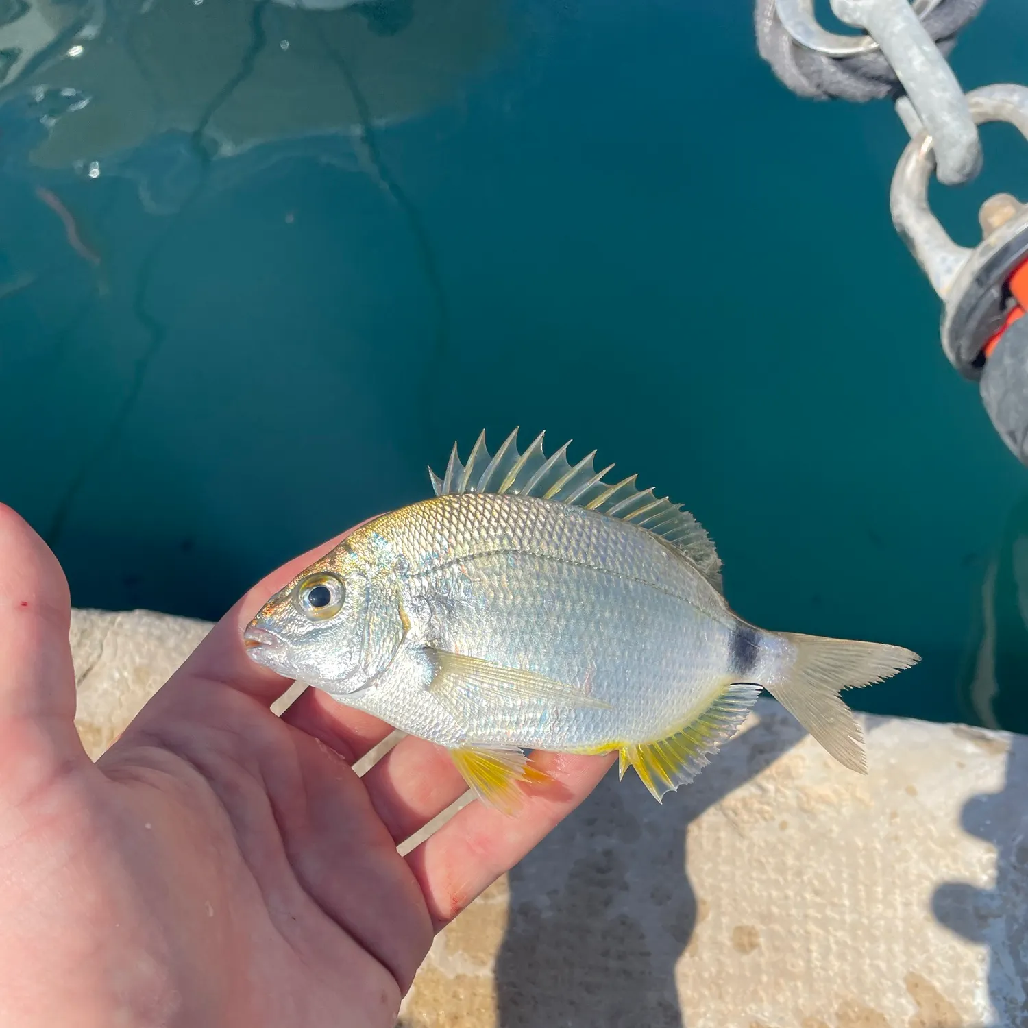 Annular seabream caught on Fishbrain