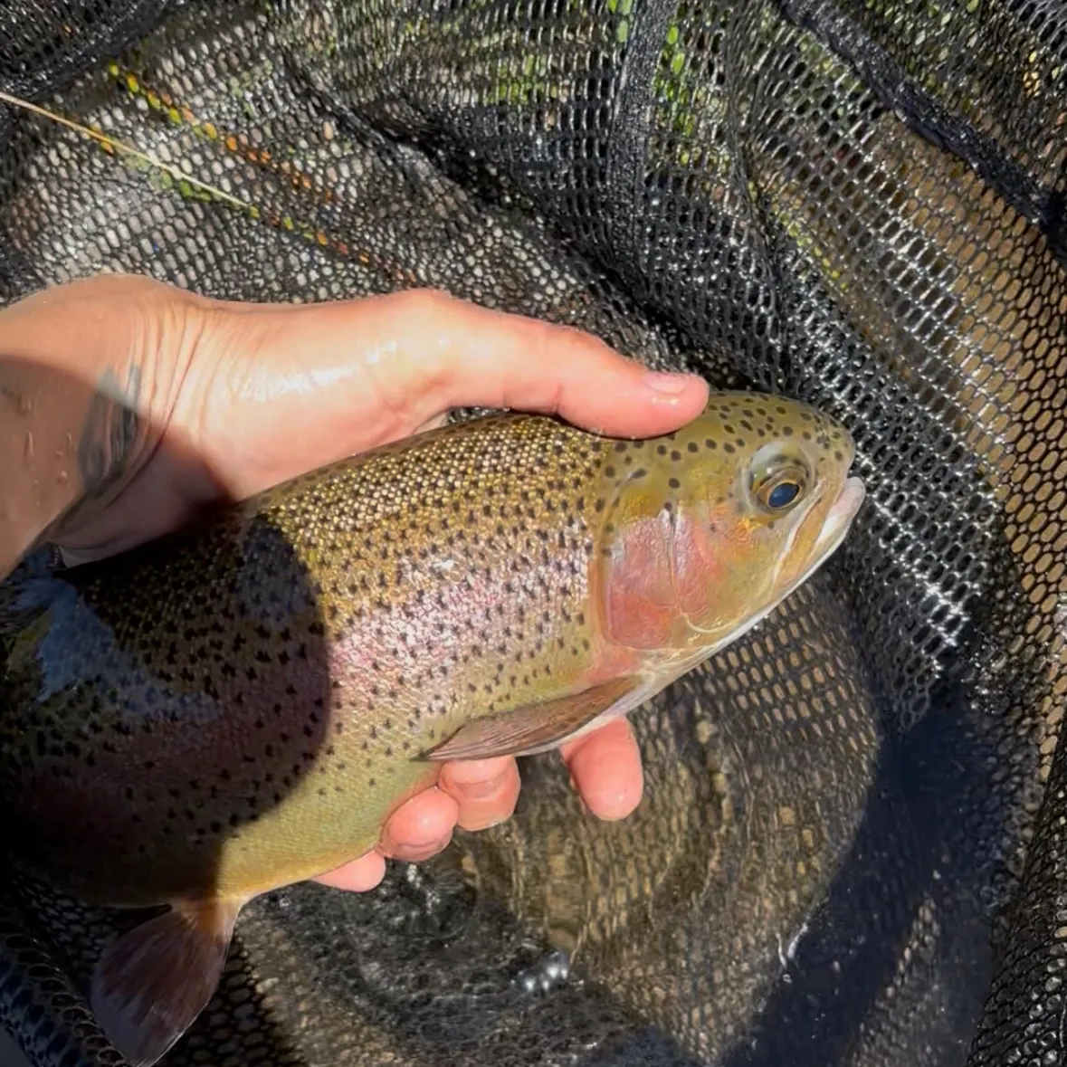 Rainbow trout caught on Fishbrain