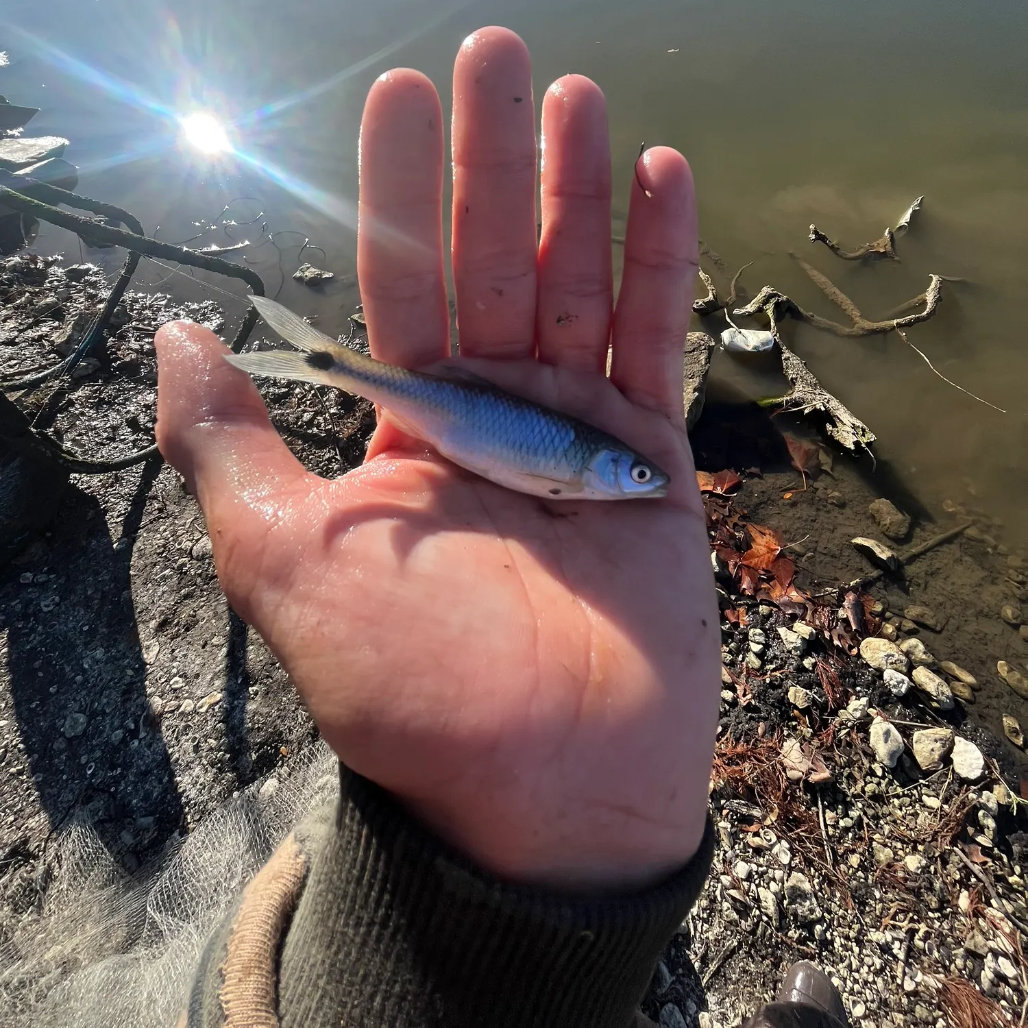 The most recent Blacktail shiner catches on Fishbrain