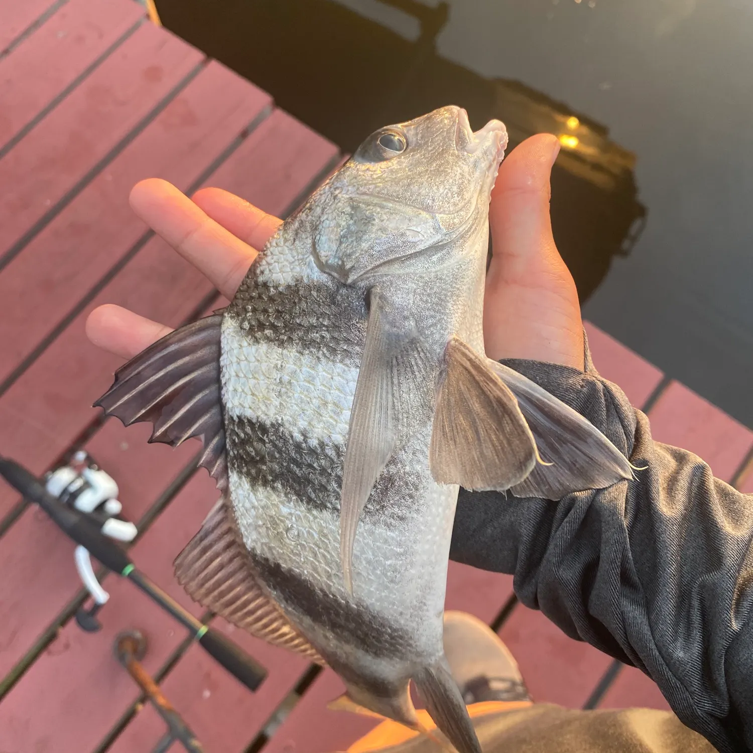 Black drum caught on Fishbrain