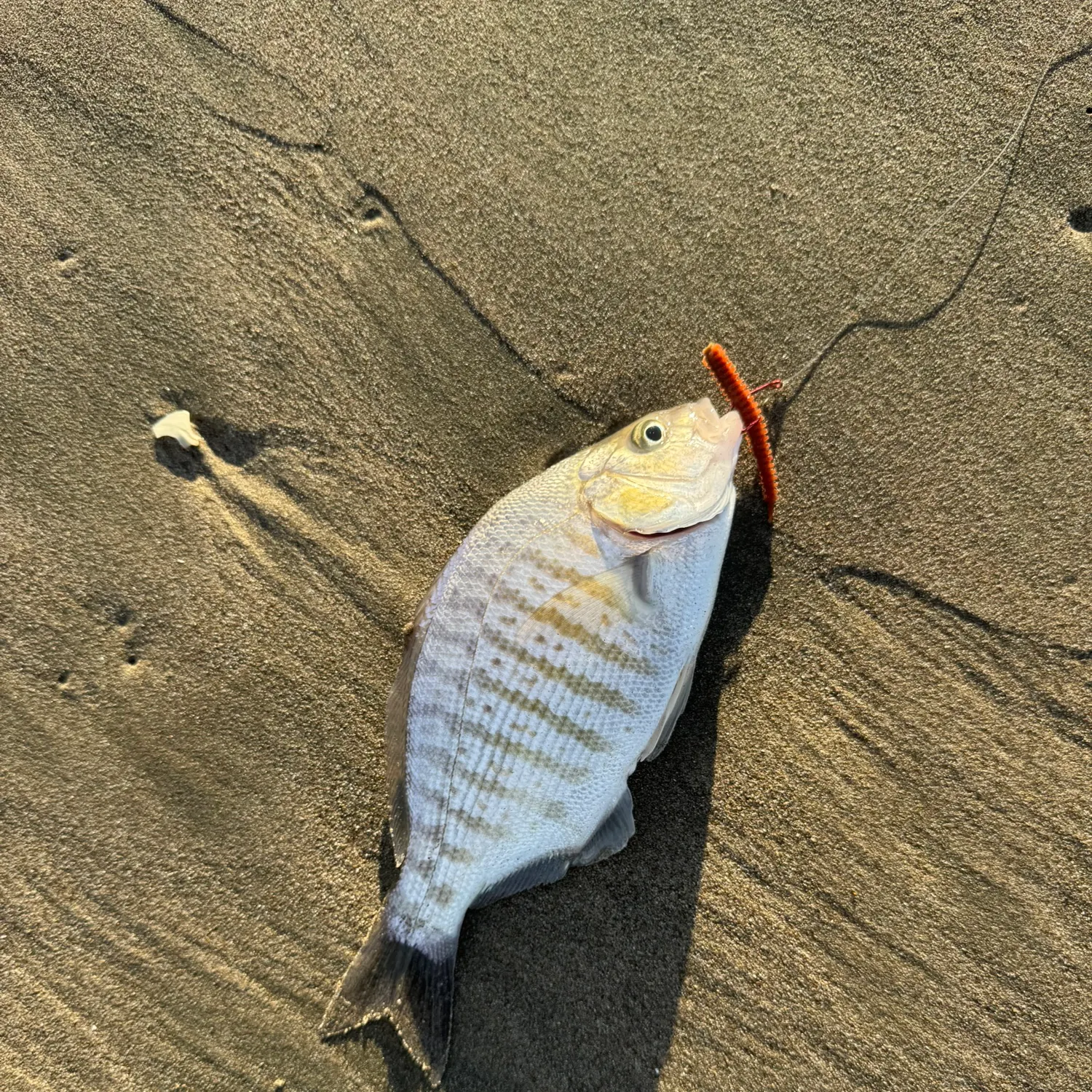 The most recent Barred surfperch catches on Fishbrain