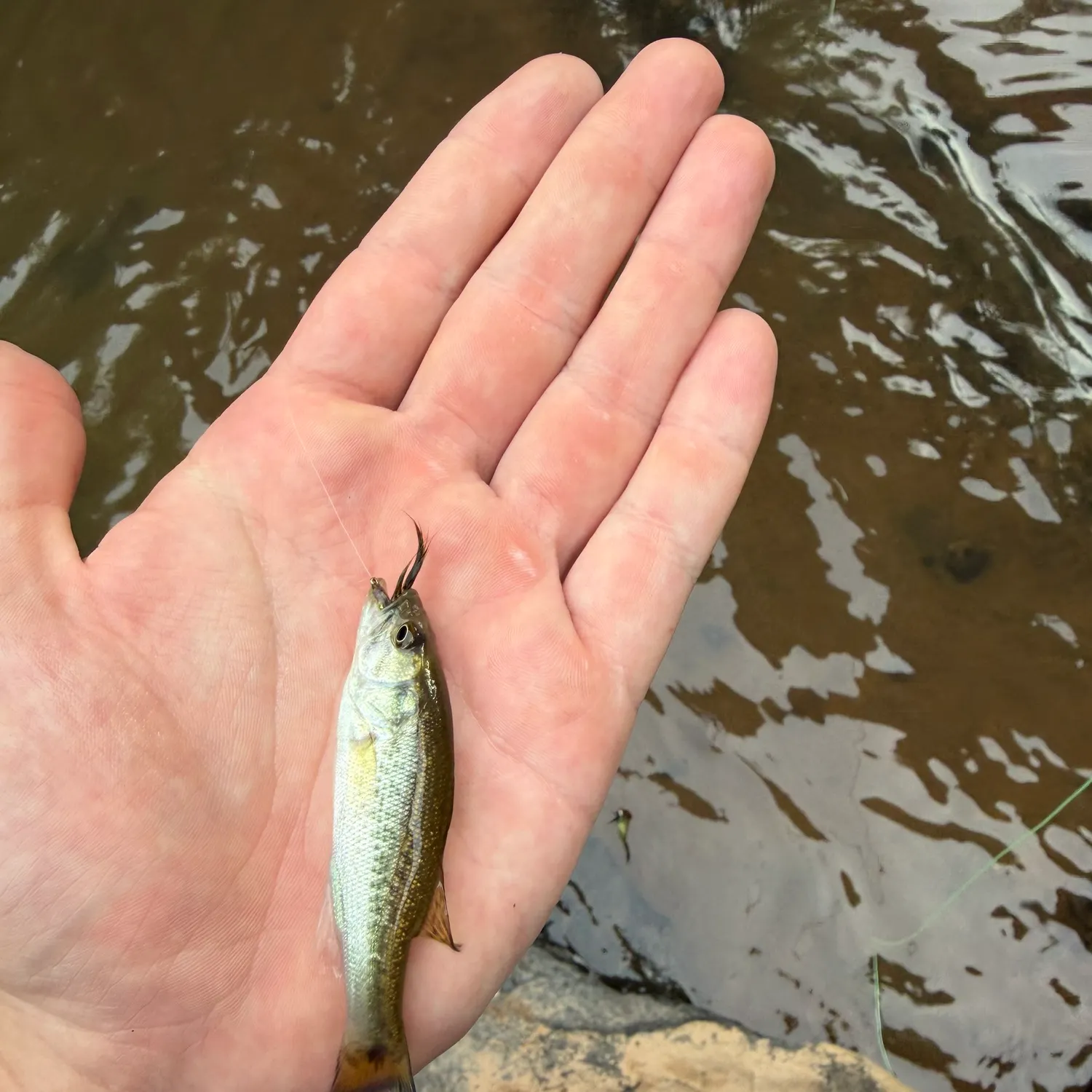 The most recent Shoal bass catches on Fishbrain