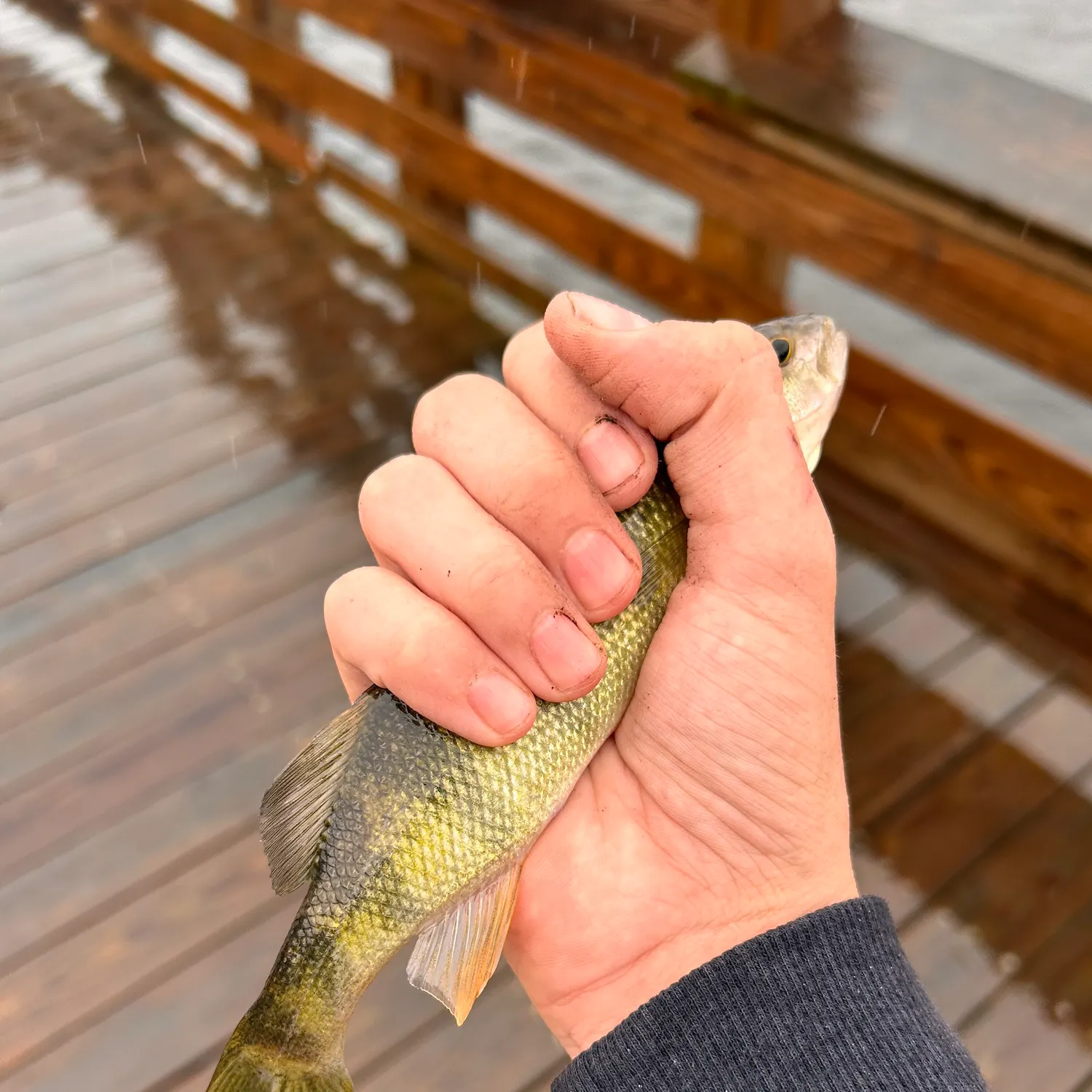 Yellow perch caught on Fishbrain
