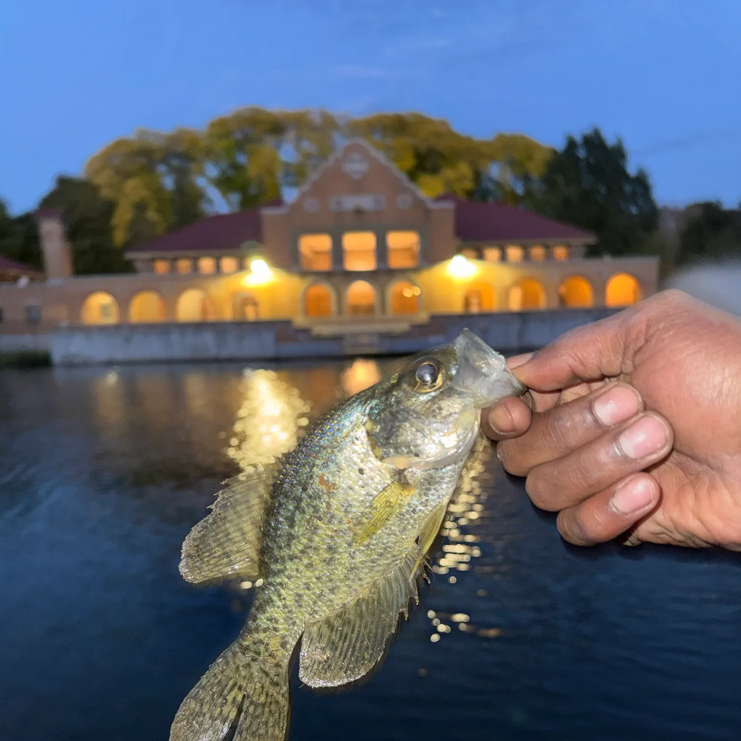 The most recent Black crappie catches on Fishbrain