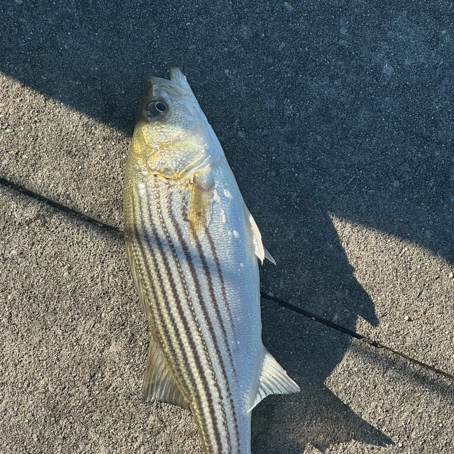 Striped bass caught on Fishbrain