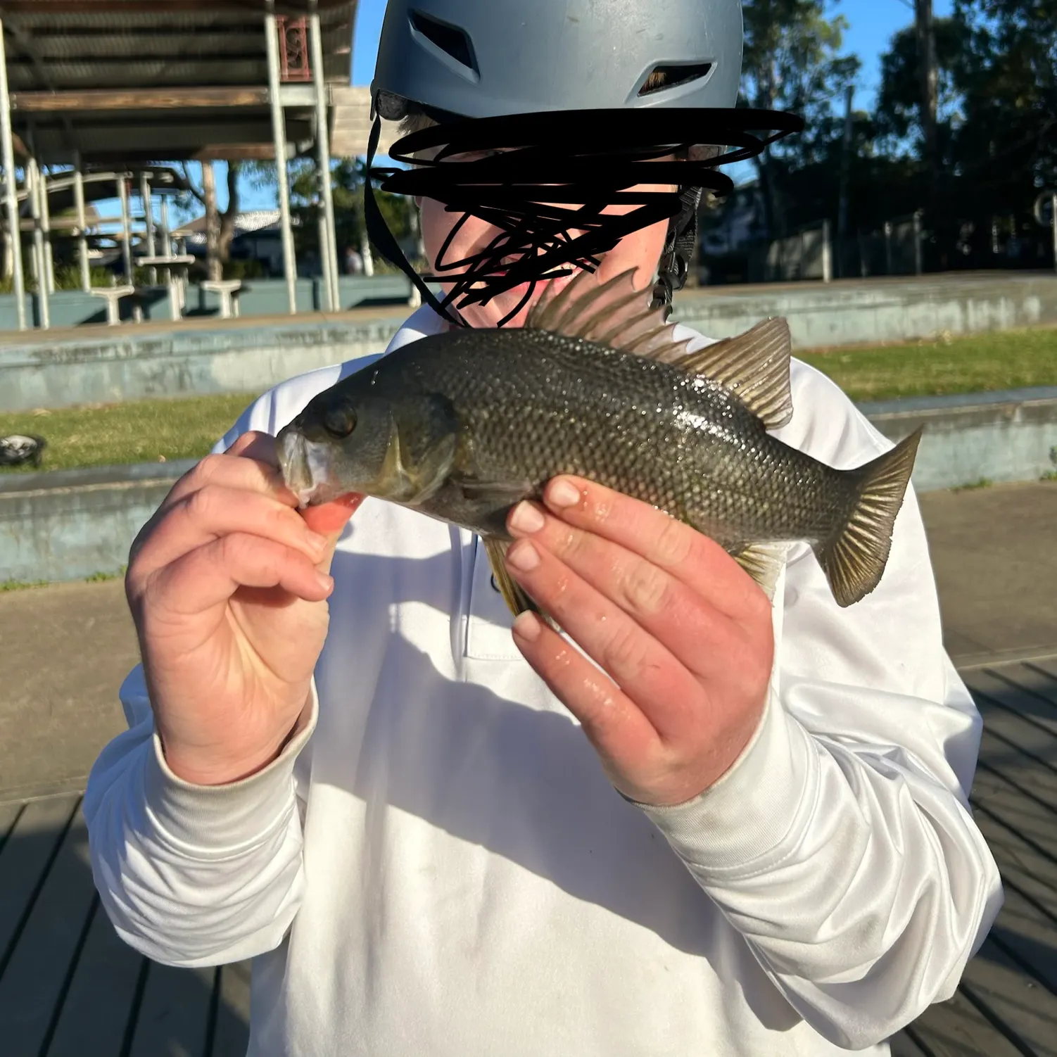 The most recent Australian bass catches on Fishbrain