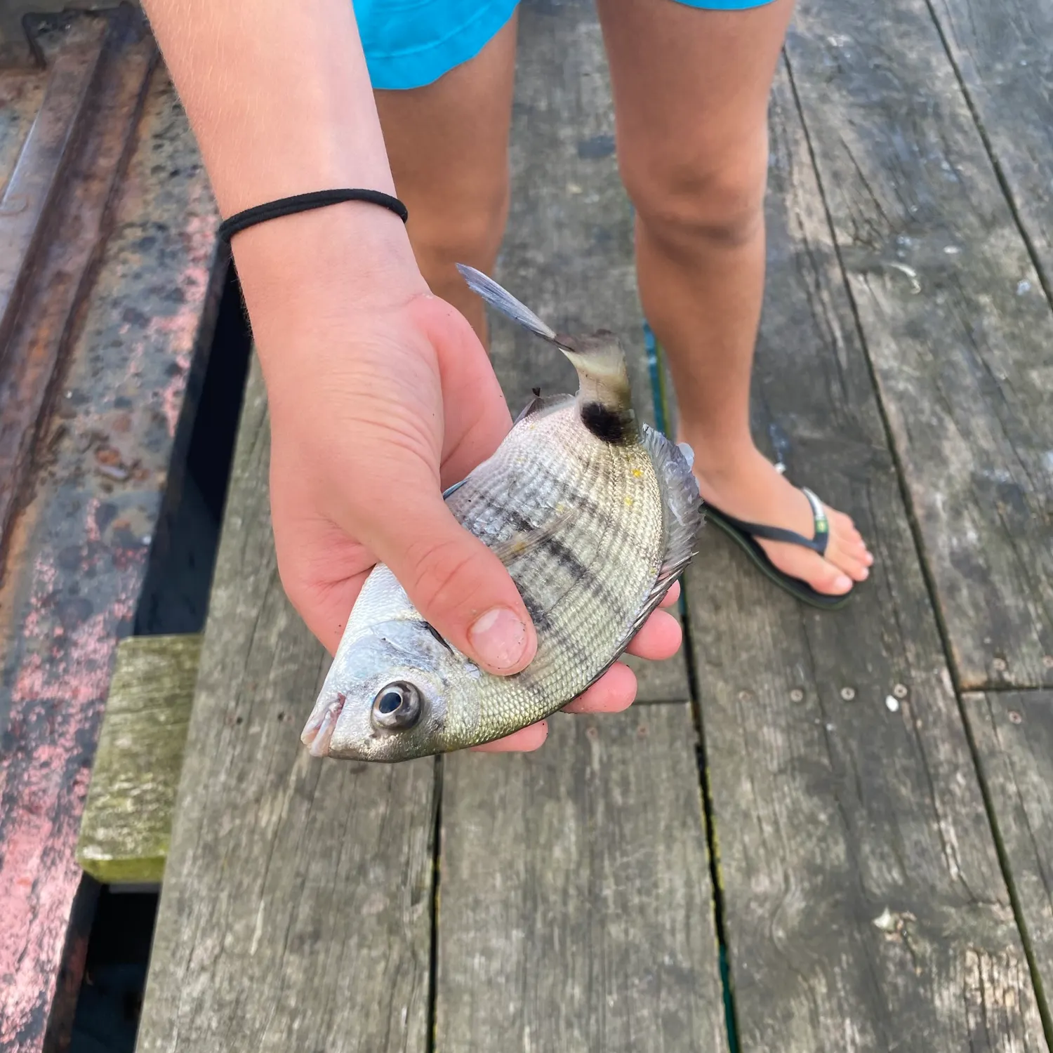The most recent White seabream catches on Fishbrain