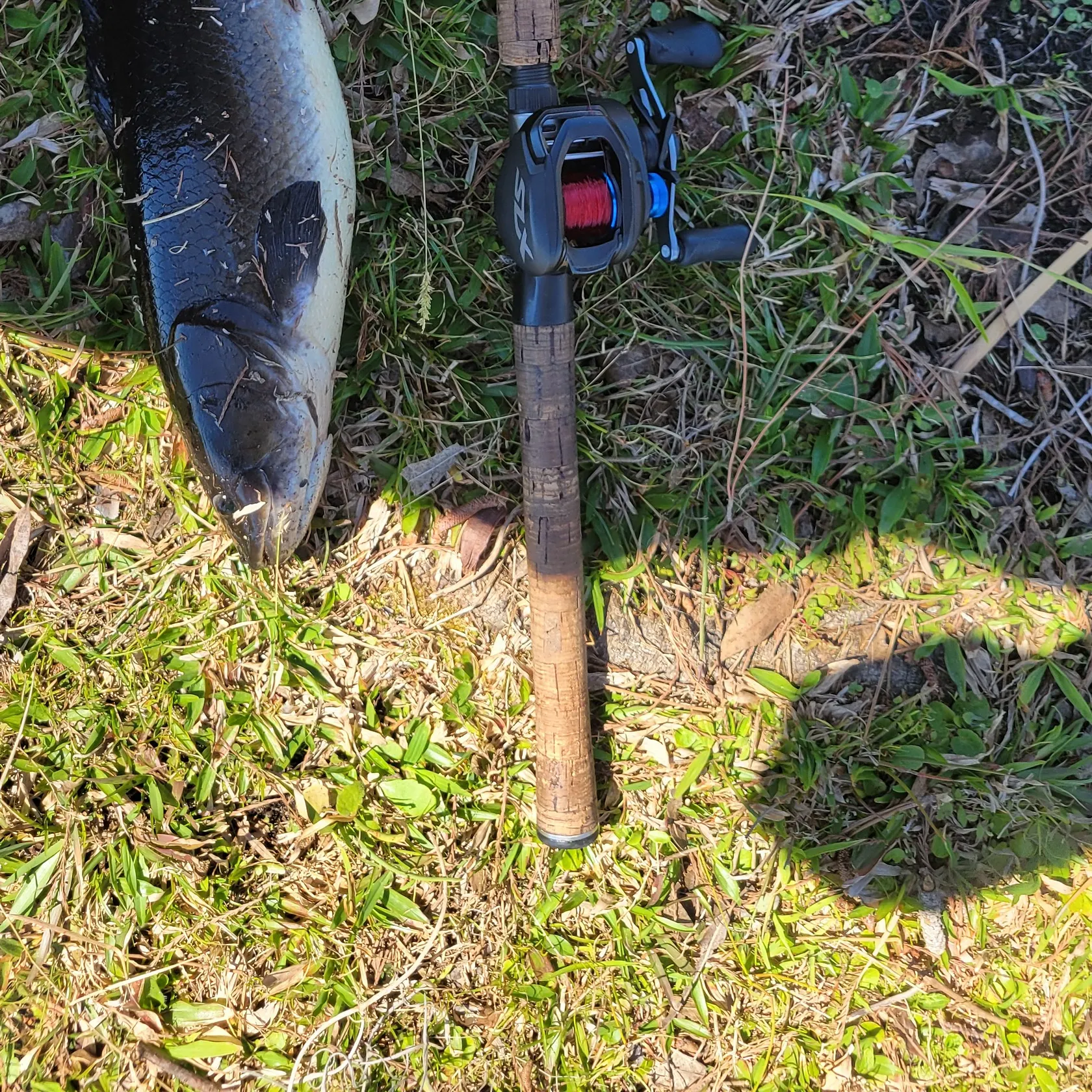 The most recent Ruddy bowfin catches on Fishbrain